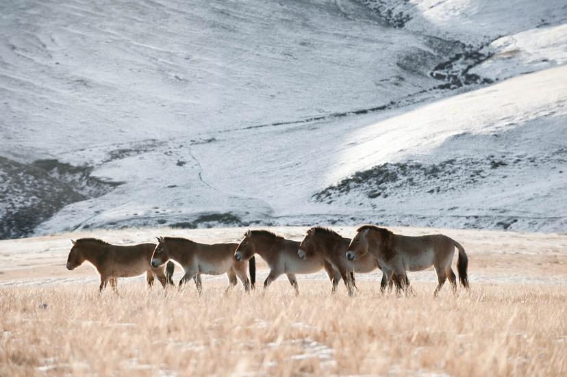 The Last Wild Horses | The Climate Tribe