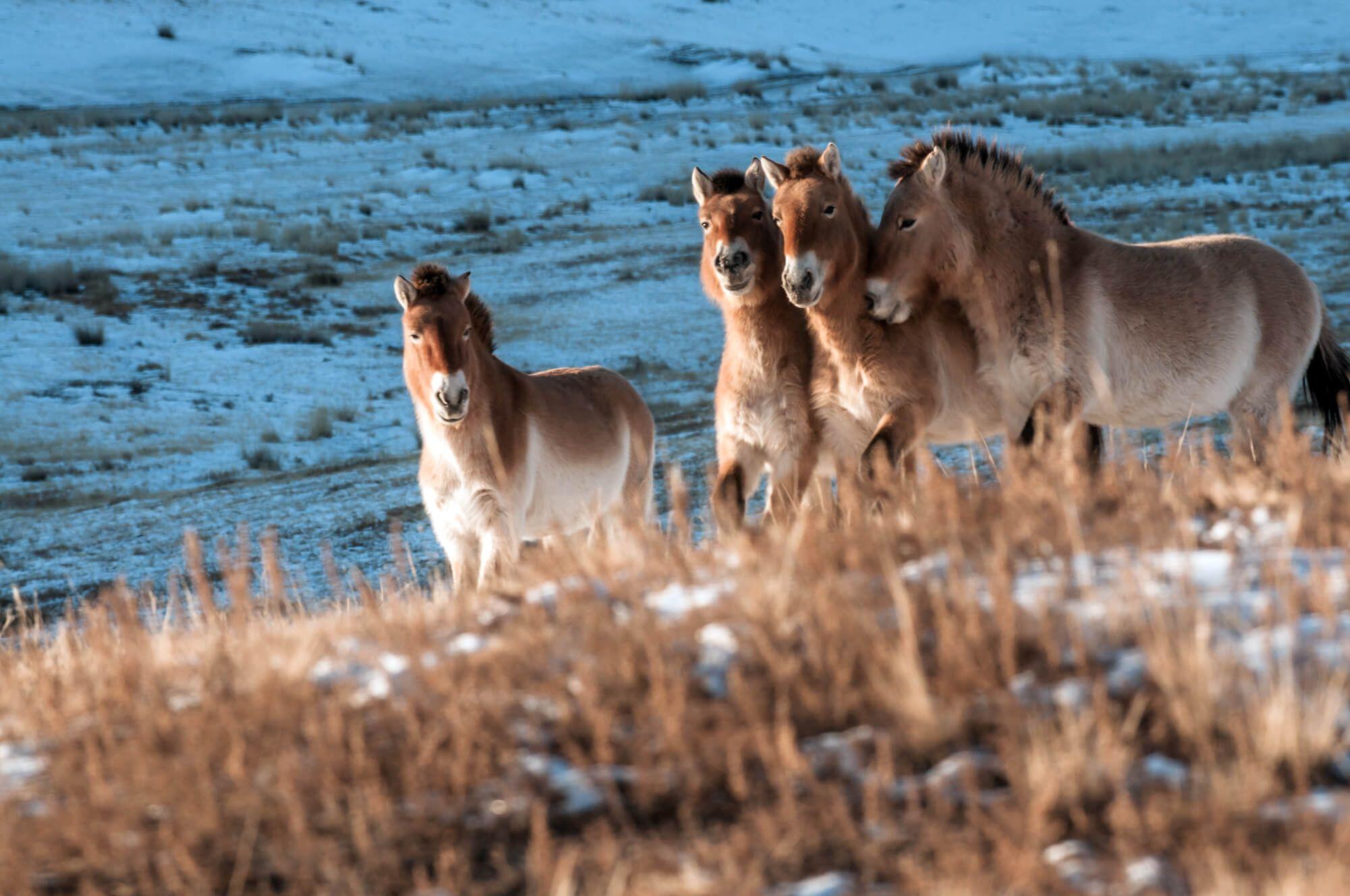 Herd behaviour – Przewalski horses playing at sunset. Photographer: Astrid Harrisson. Location: Mongolia.