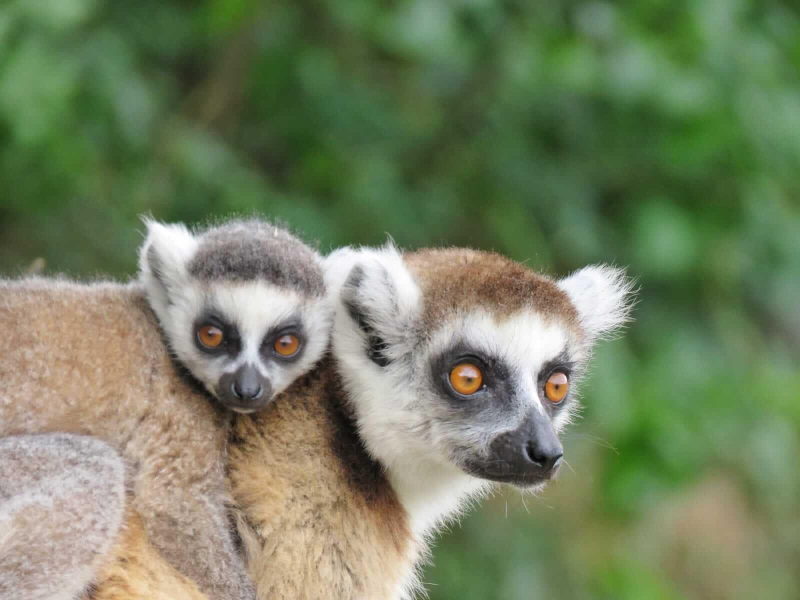 Incredible experiences can happen when visiting animals in their natural environment, but protecting habitats and giving wildlife plenty of space is crucial. Photo: Wildly Adventures