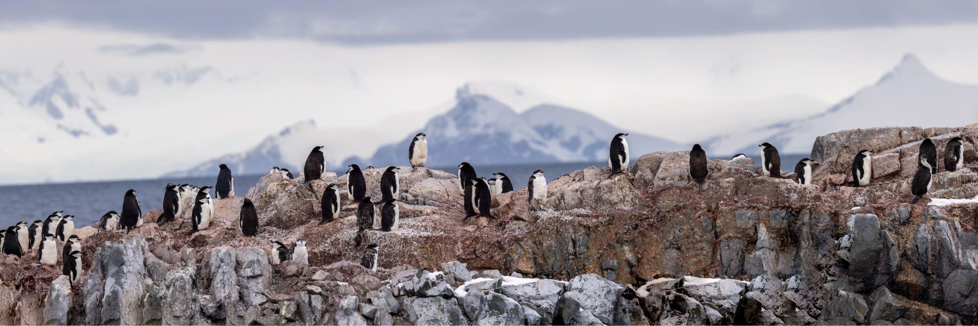 An Antarctic colony.  Photographer: Artem Shestakov. Location: Antarctica.
