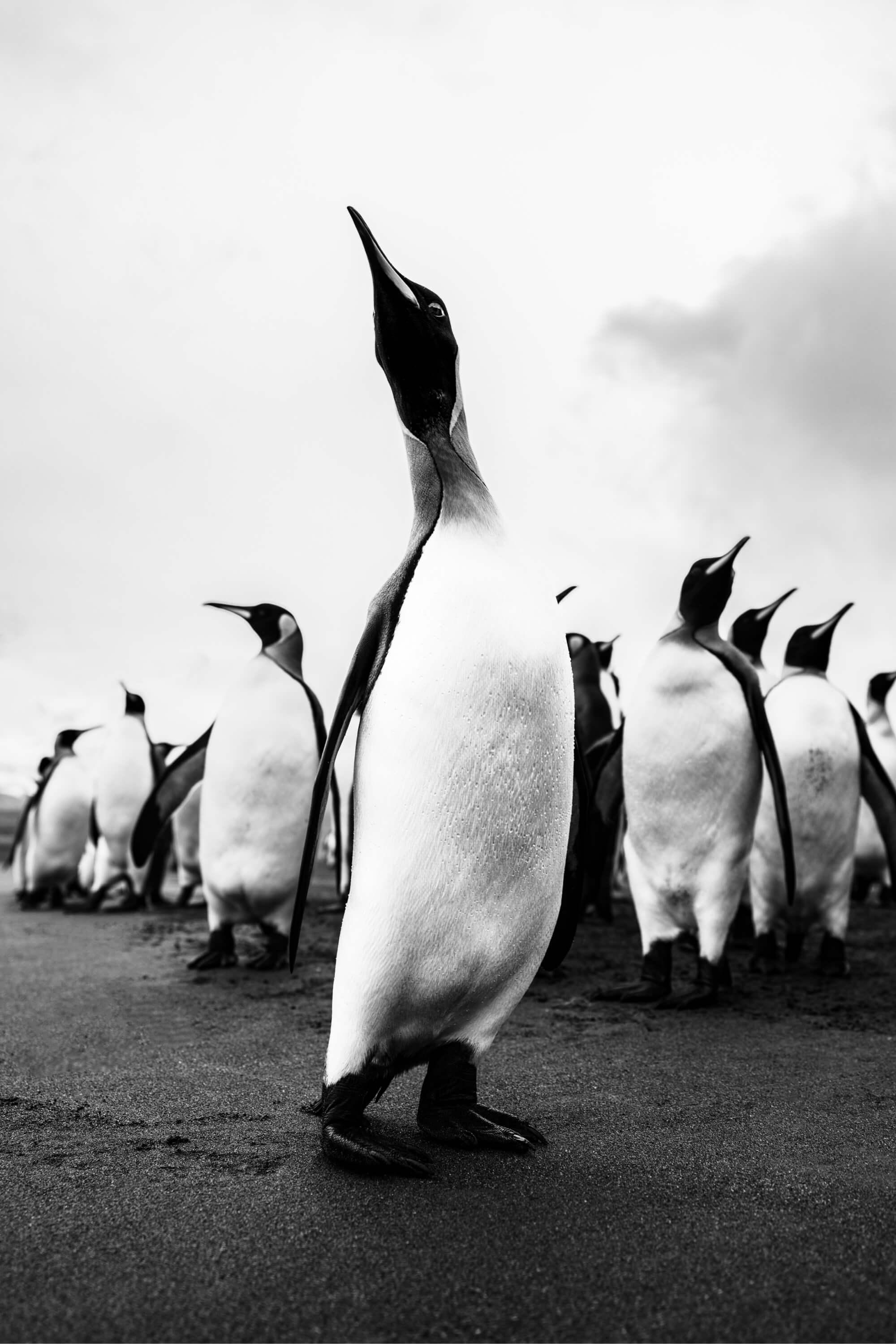 ملك البطاريق.  المصور: أرتيم شيستاكوف. المكان: القطب الجنوبي.