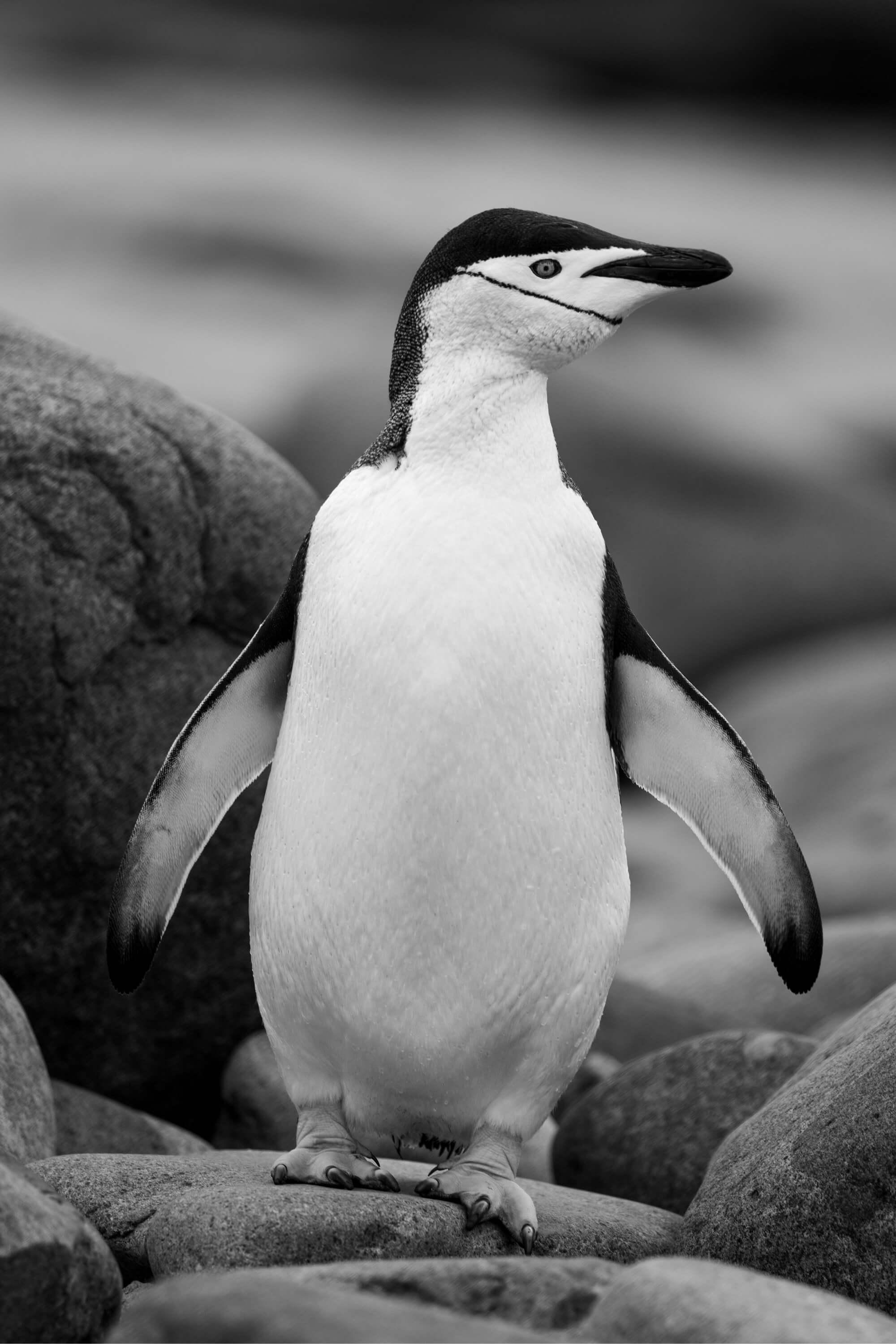The distinctive look of a Chinstrap penguin.  Photographer: Artem Shestakov. Location: Antarctica.