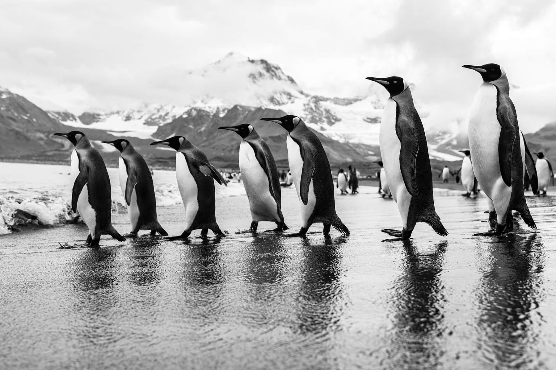 King penguins on the move Photographer: Artem Shestakov. Location: Antarctica.