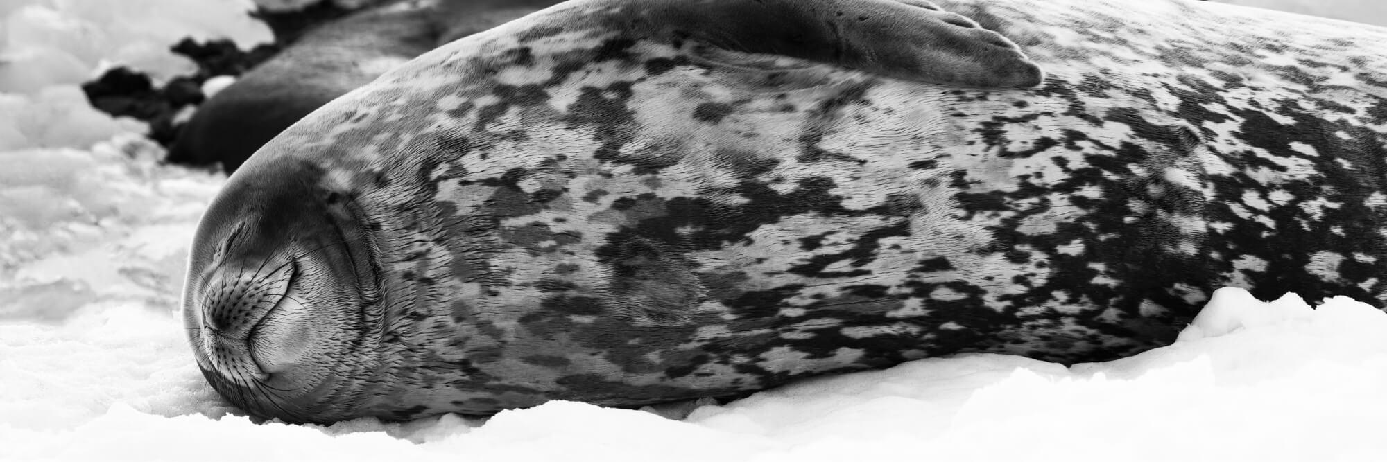 A Weddel seal enjoying a peaceful nap Photographer: Artem Shestakov. Location: Antarctica.