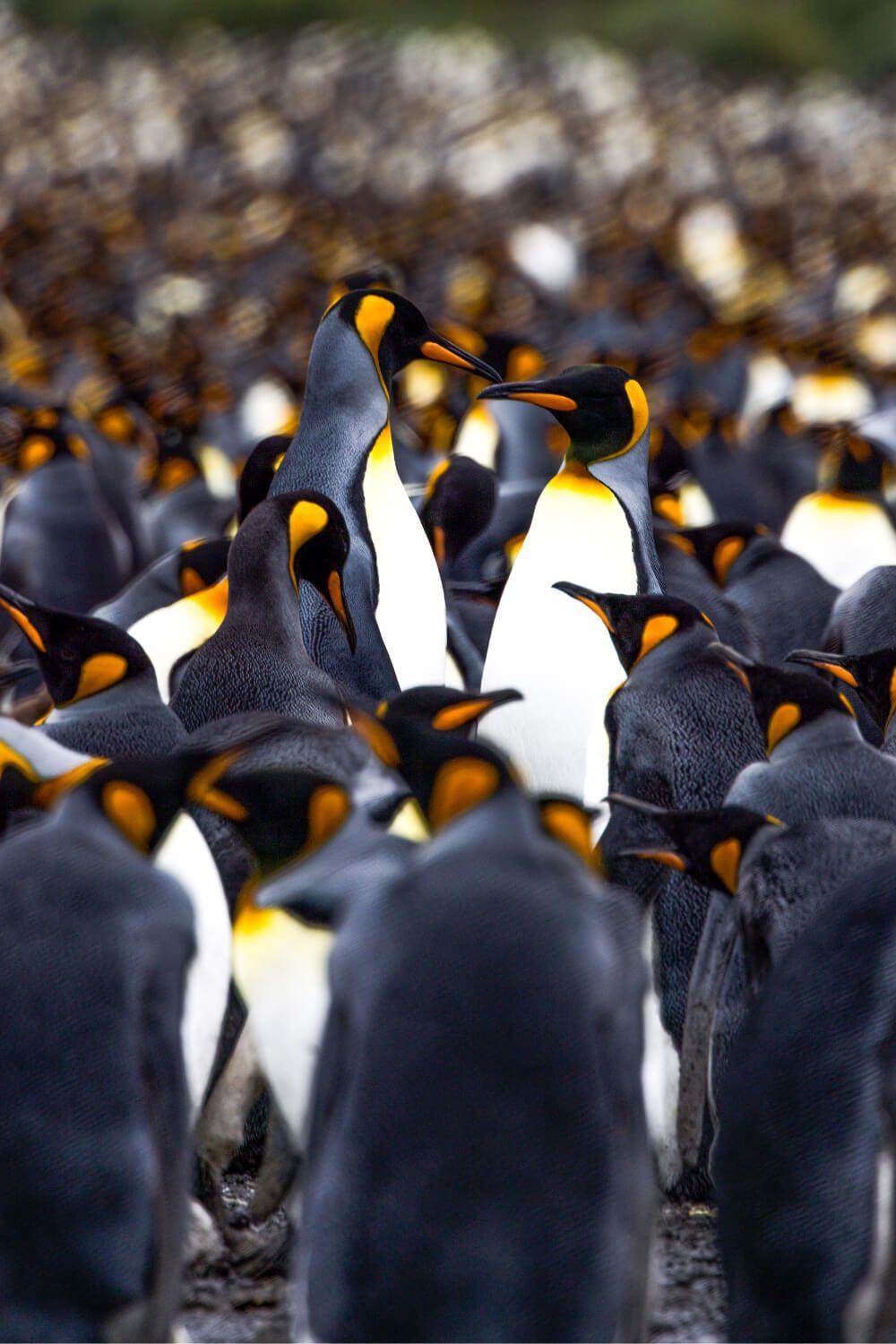 A touching reunion in the colony of kings. Photographer: Artem Shestakov. Location: Antarctica.