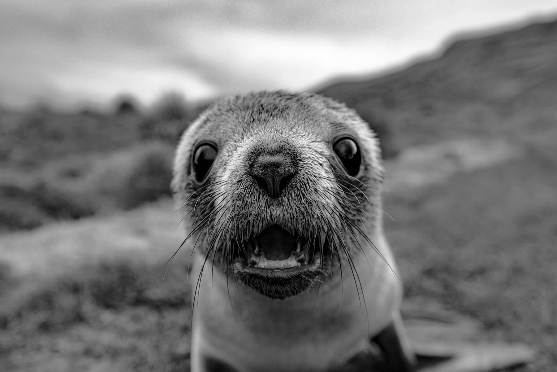 This Antarctic Fur seal may have been startled by the photographer’s lens. Photographer: Artem Shestakov. Location: Antarctica.