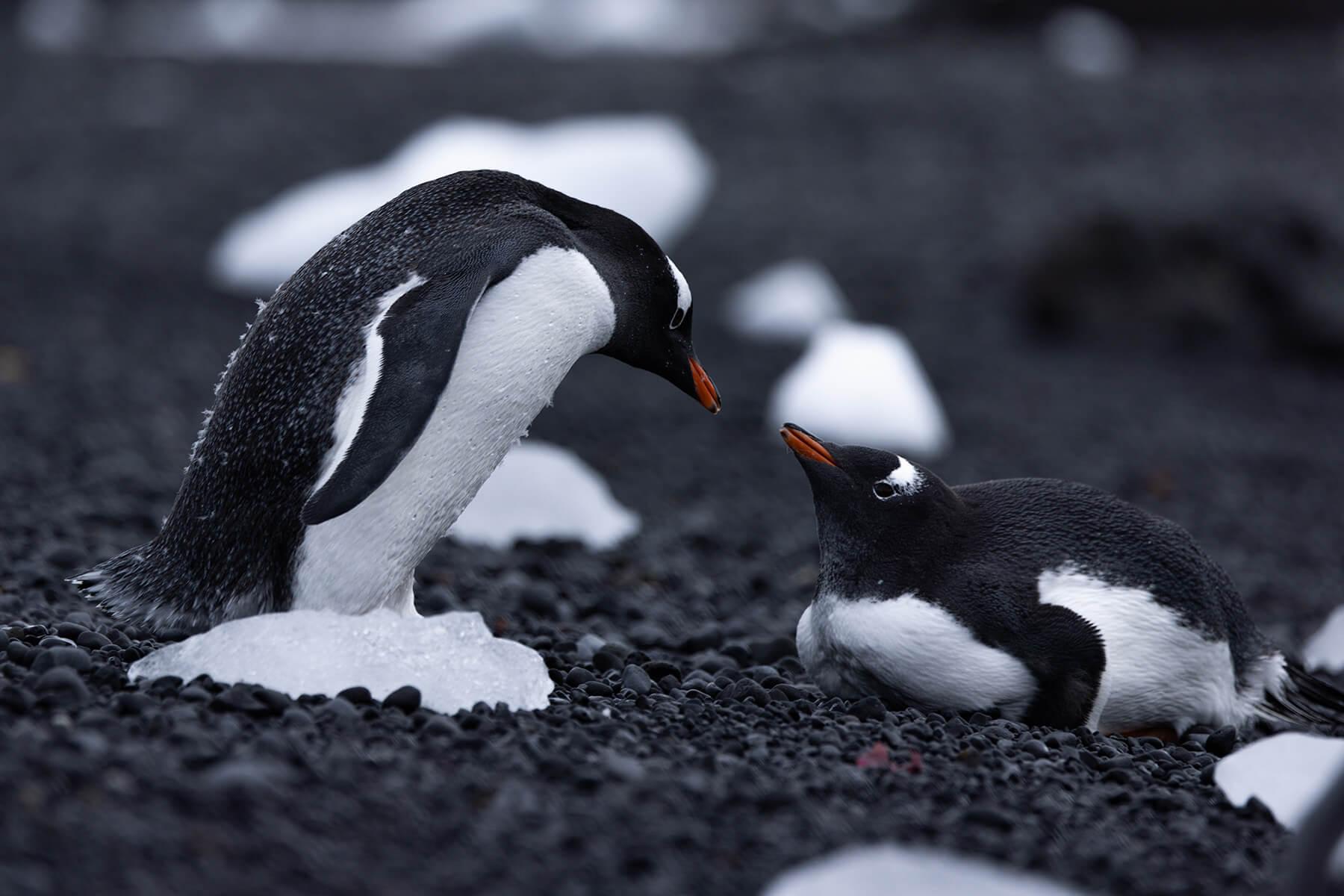 A couple of Gentoo penguins. Photographer: Artem Shestakov. Location: Antarctica.