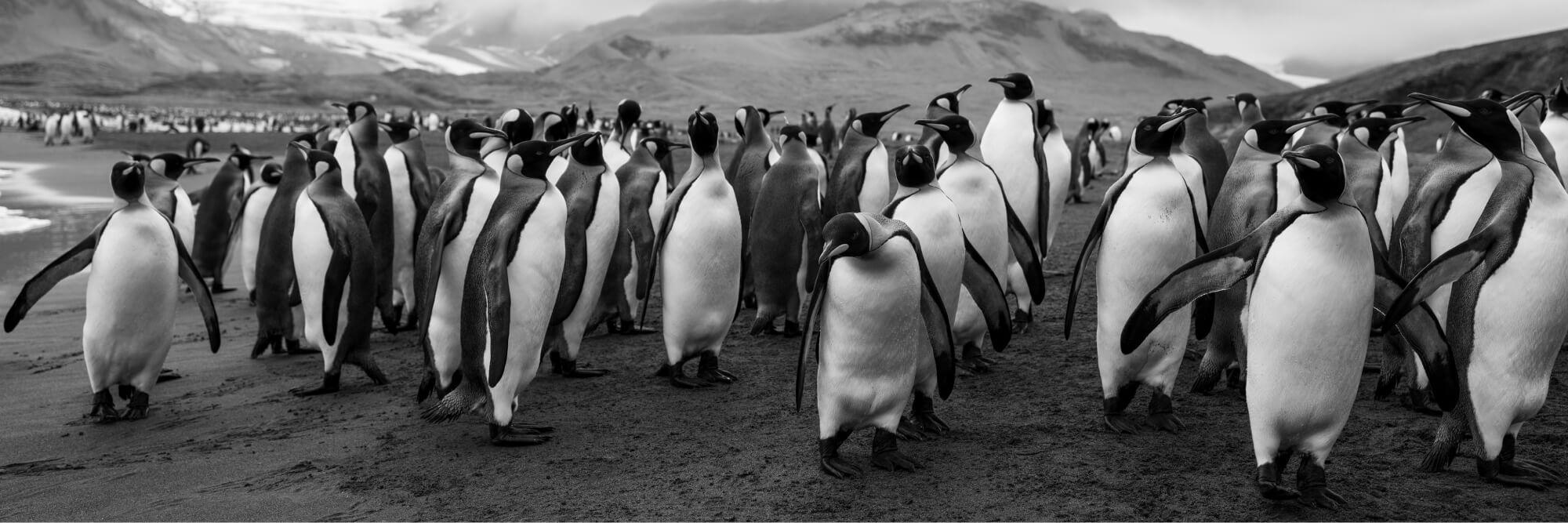 يبدو أن البطاريق الملكية تعرف أنها من يحكم أرض الجليد. المصور: أرتيم شيستاكوف. المكان: القطب الجنوبي.
