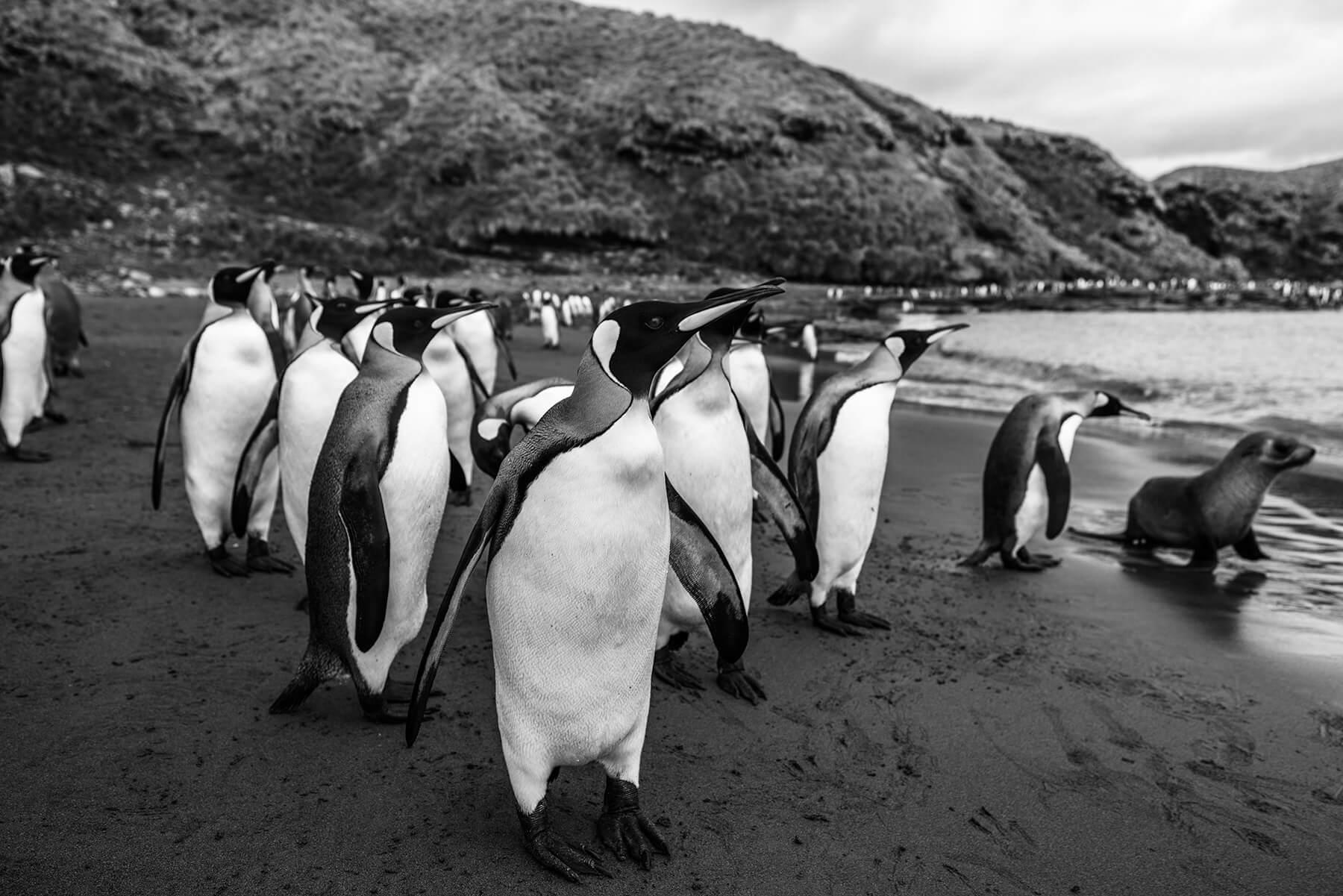 Something in the water has captured the attention of the curious King penguins and a Fur seal. Photographer: Artem Shestakov. Location: Antarctica.