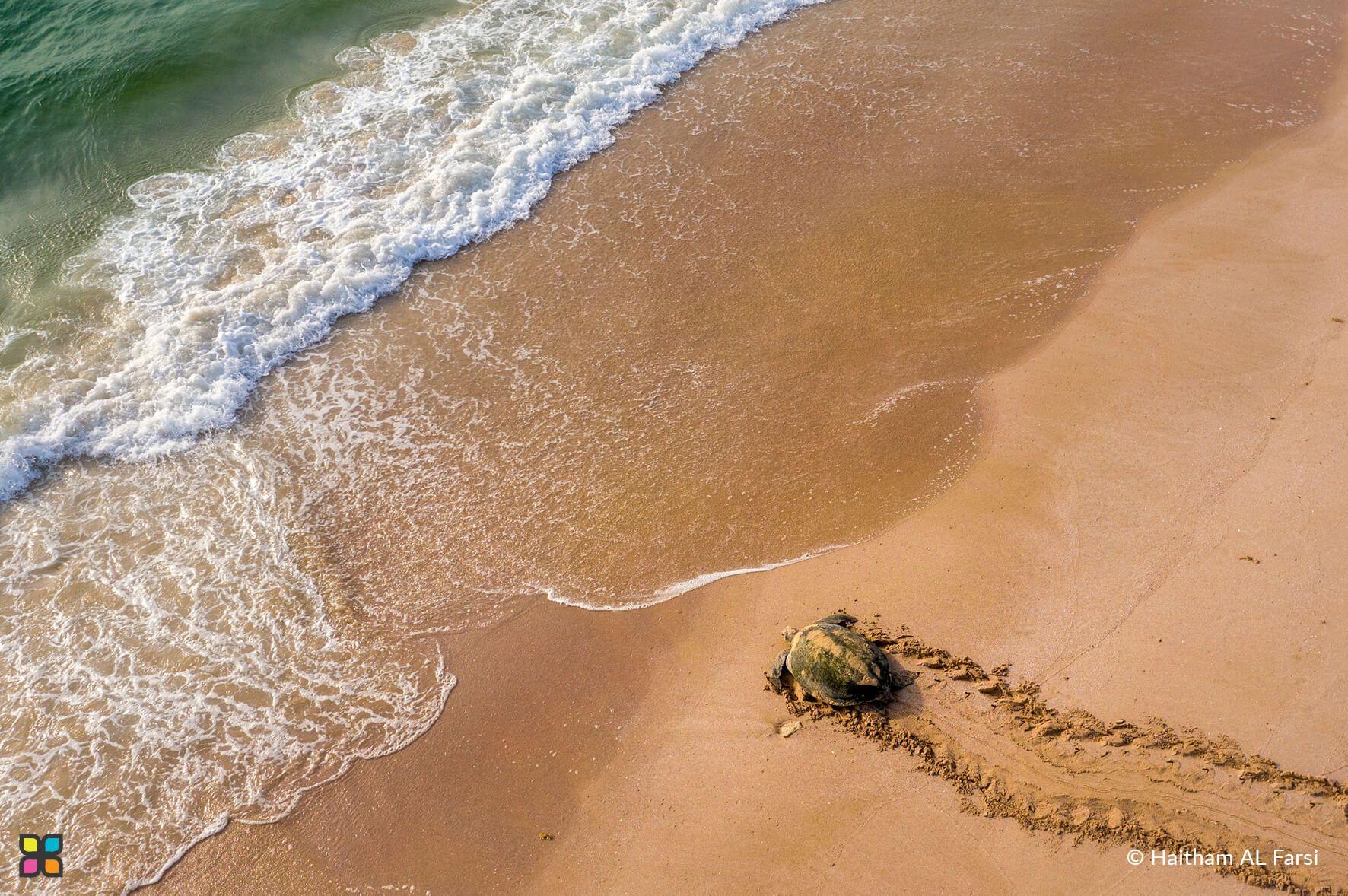 An intrepid sea turtle hatchling treks across the sands to enter the waves.
Photographer: Haitham Al Farsi   Location: Ras Al Hadd, Oman