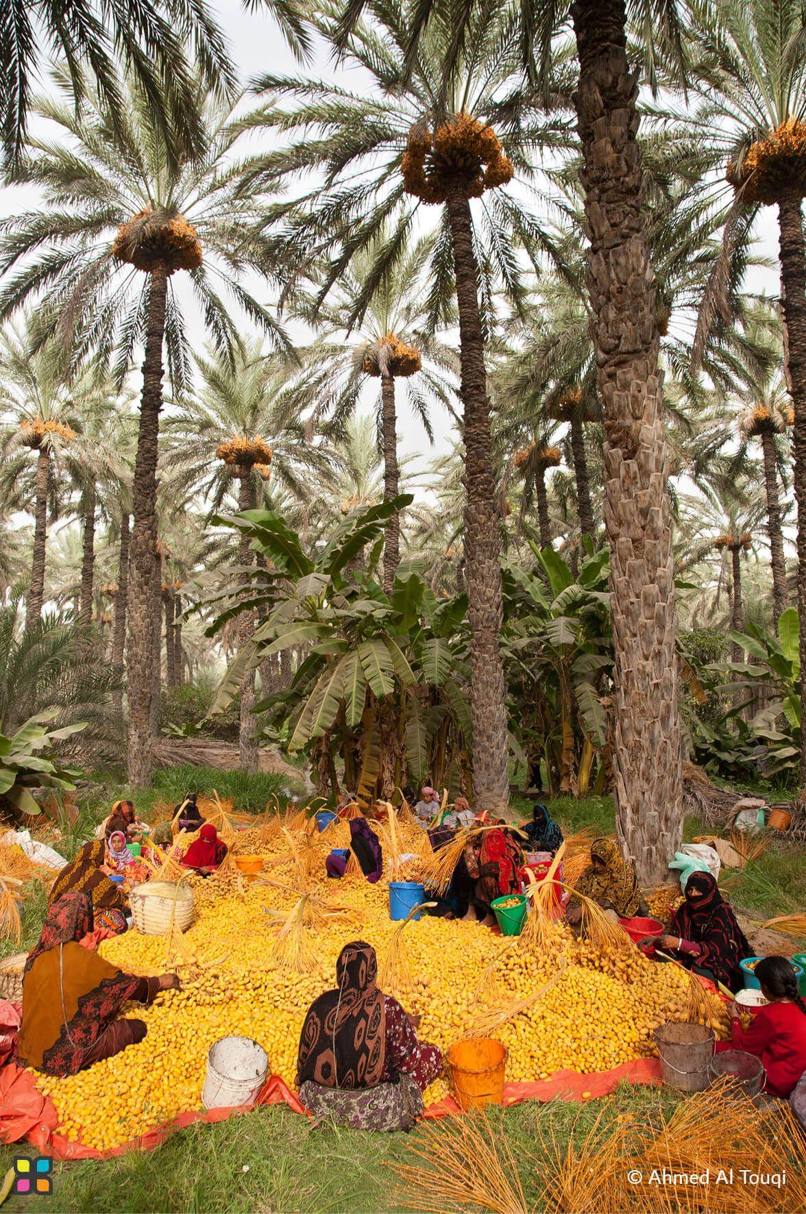 A community of women and children gather under fruit-laden palms to sort and harvest dates. 
Photographer: Ahmed Al Touqi   Location: Oman