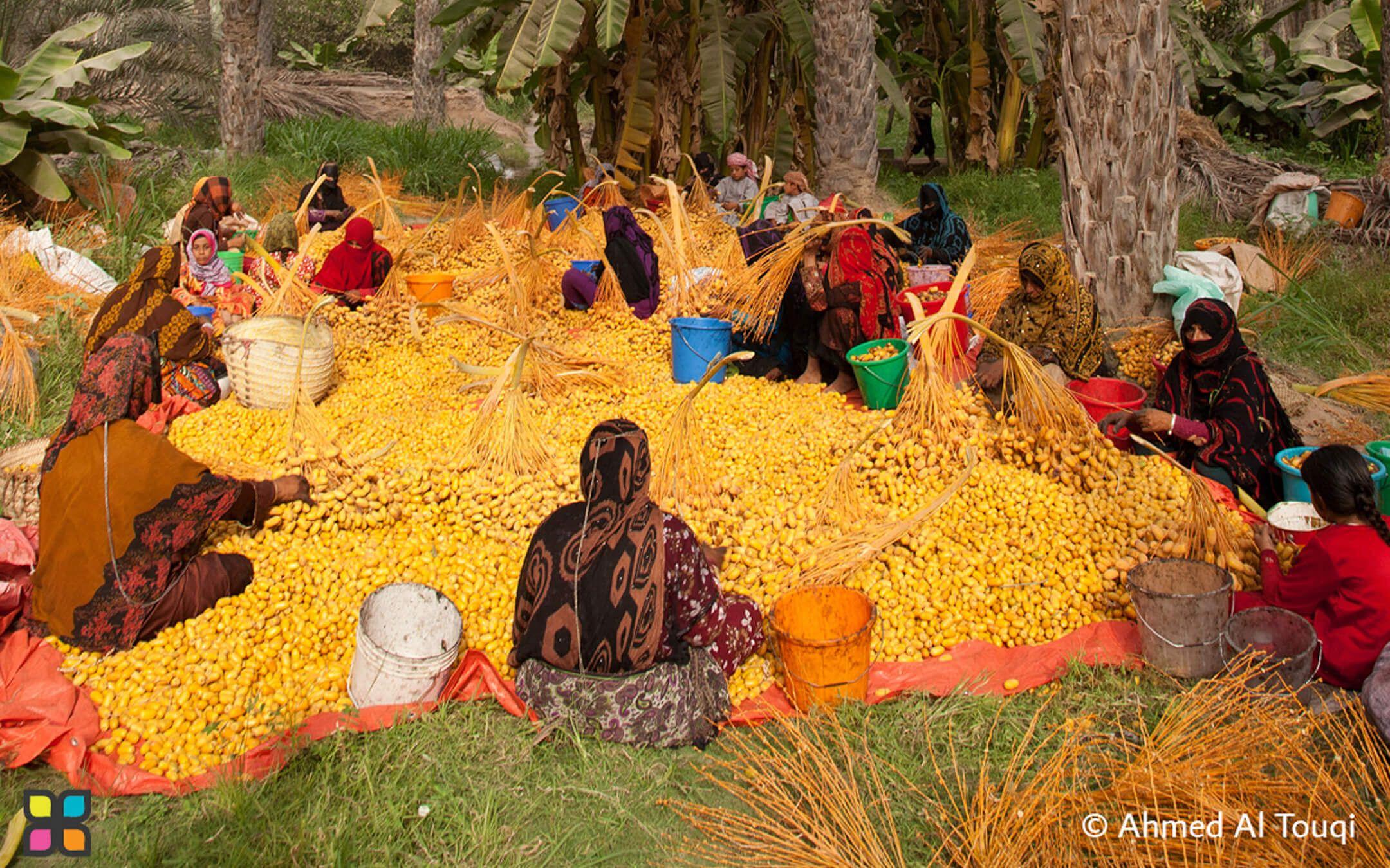 Harvest Season