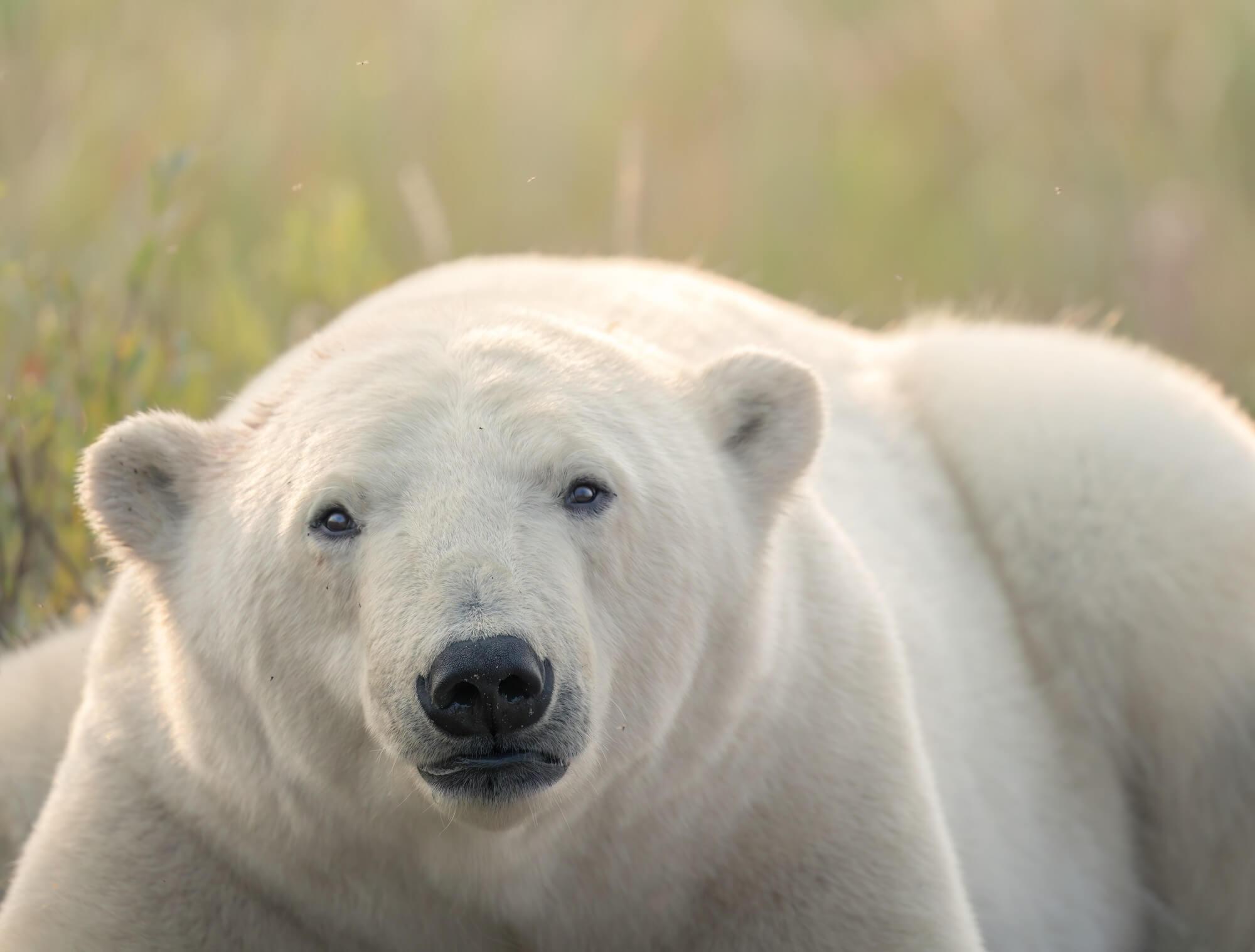 Polar Grass