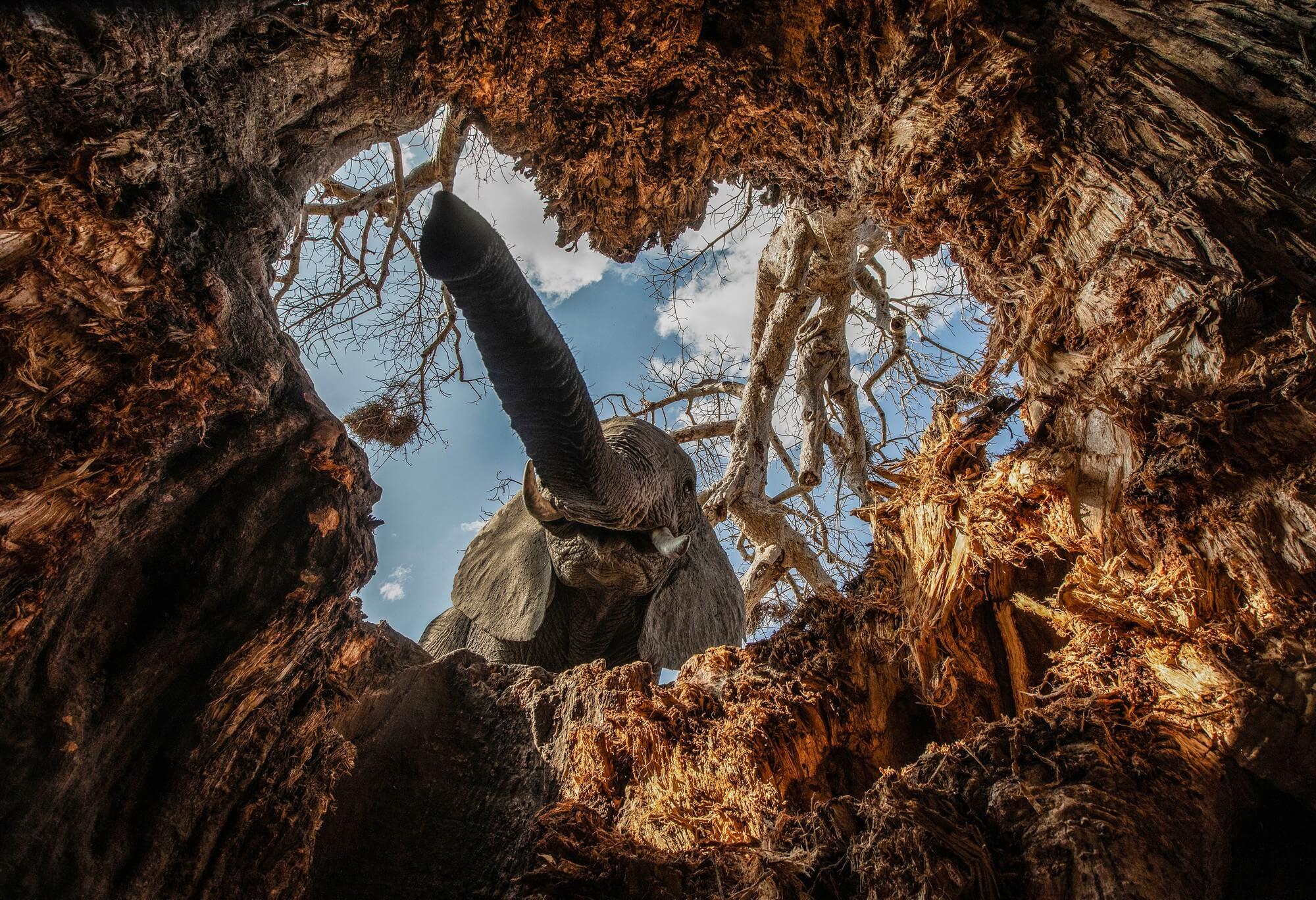 An elephant is captured through a heart-shaped gap it sculpted itself as it feasts on a baobab tree.
Photographer: George Dian Balan.  Location: Tarangire, Serengeti, Tanzania