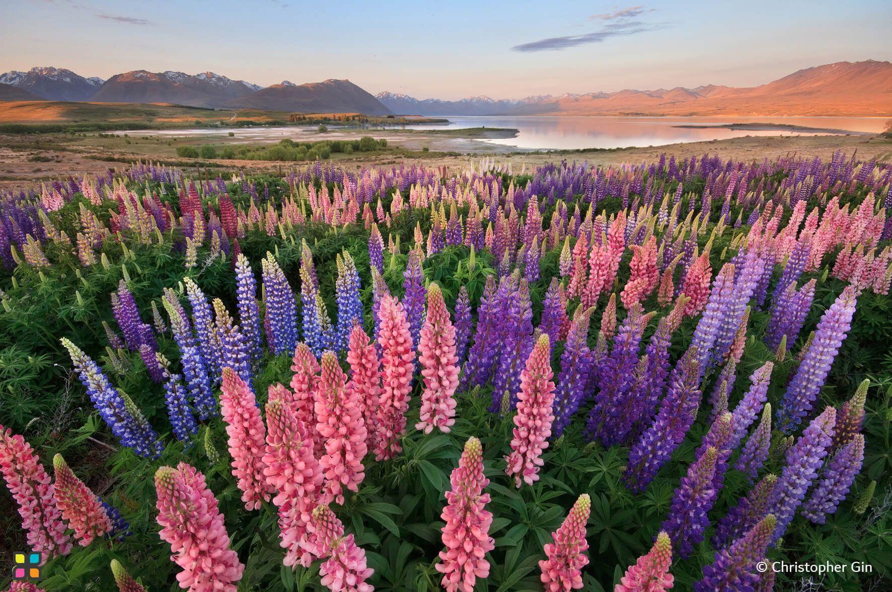 Vast fields of lupins, commonly known as bluebonnets, burst into life around New Zealand’s southern lakes in spring.
Photographer: Christopher Gin    Location: New Zealand