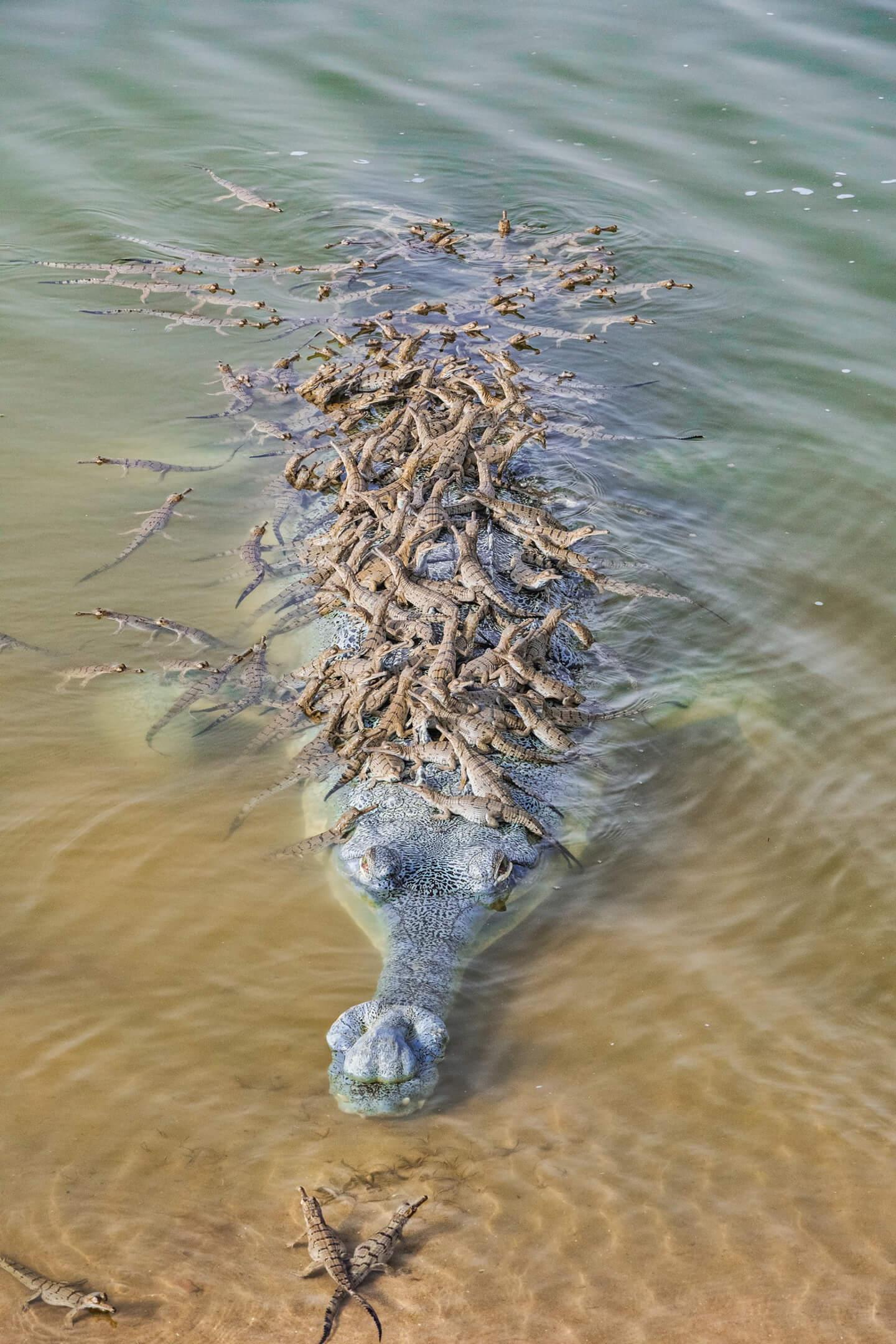 A mother gharial does her best to carry a group of her young through the murky, dangerous water. 
Photographer: Santosh Kumar Jana  Location: India