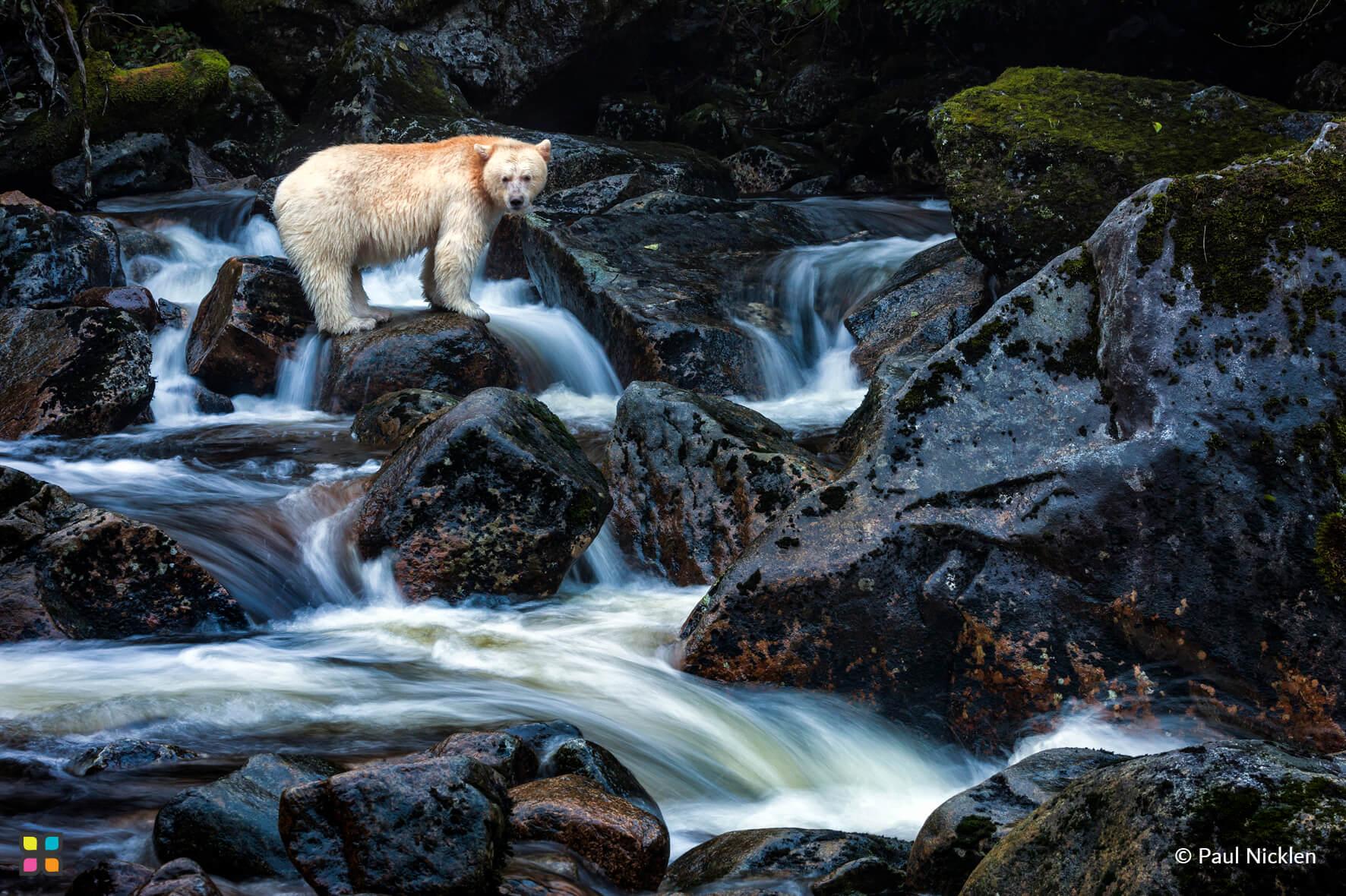 The Spirit Bears