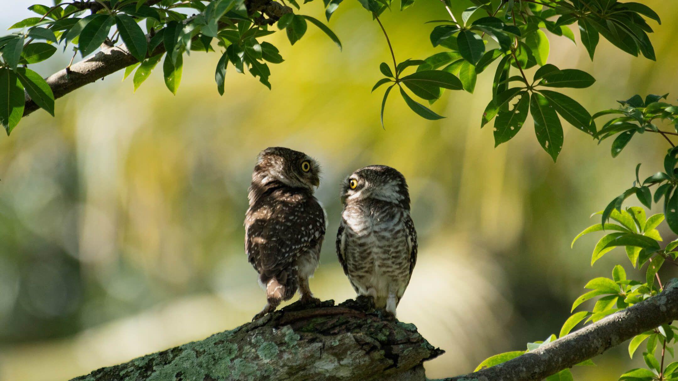 Friends for Life