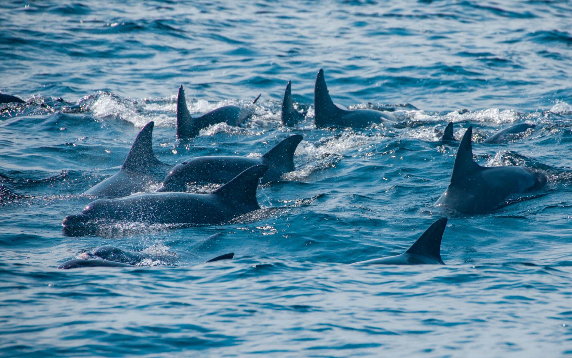 A dolphin pod off the coast of South Africa, on a reef called Aliwal shoal. 
Photographer: Jono Greenway