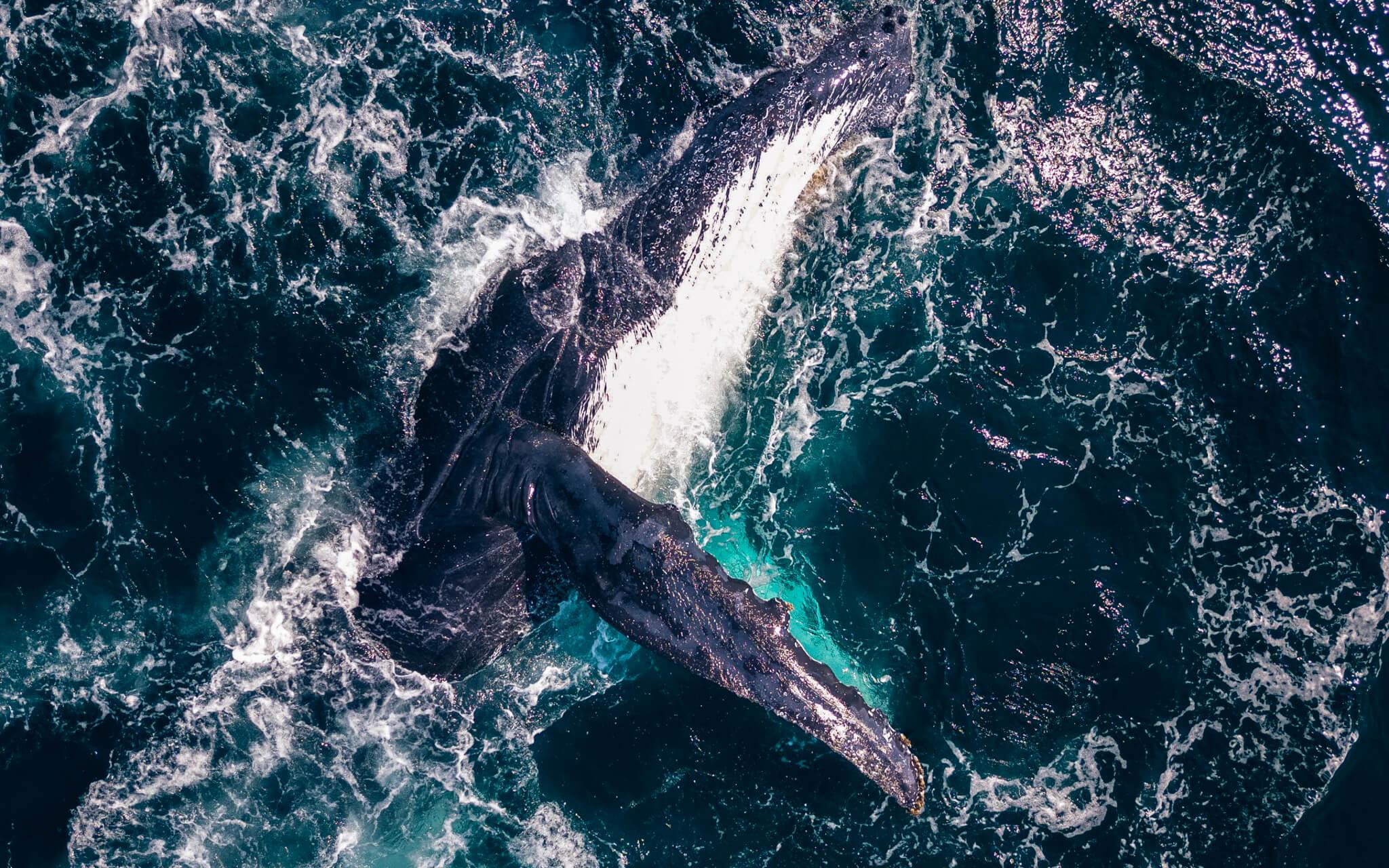 This whale is demonstrating pectoral slapping for her young calf; pectoral slapping is a powerful mode of communication for many whale species.  
Photographer: Jono Greenway