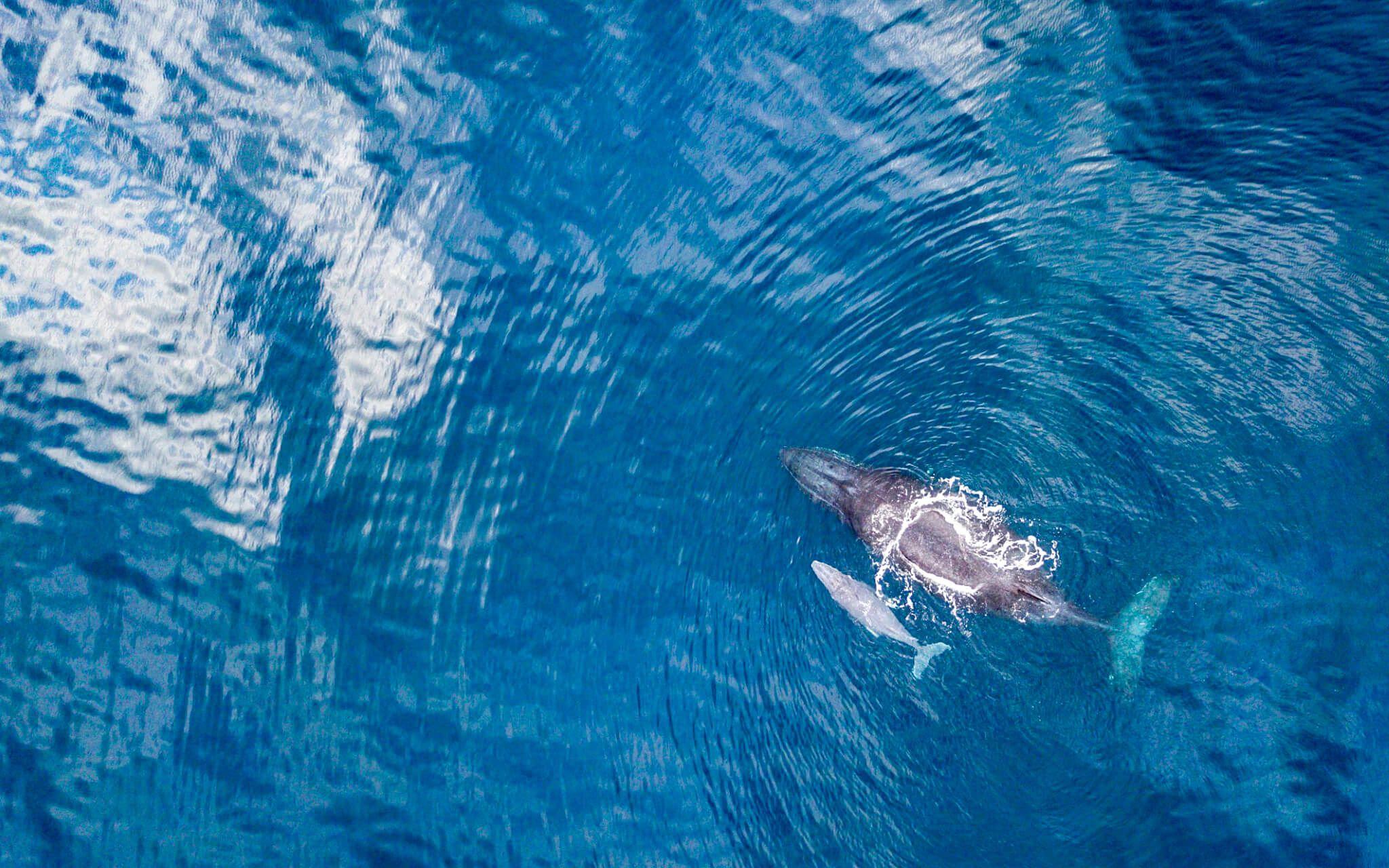 A mother teaches her calf about life in the ocean off the coast of South Africa. 
Photographer: Jono Greenway