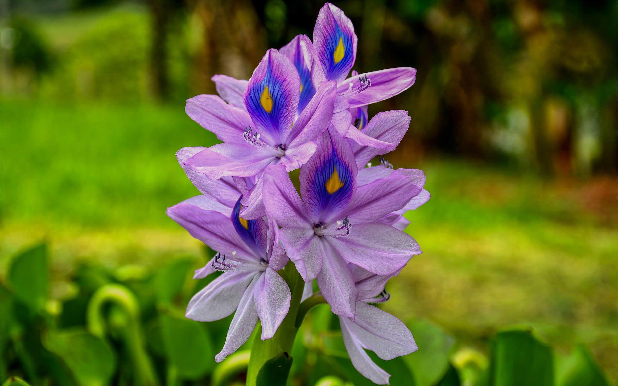 الزهرة الخداعة بأزهارها الورجوانية المصدر: أدواردو براتا