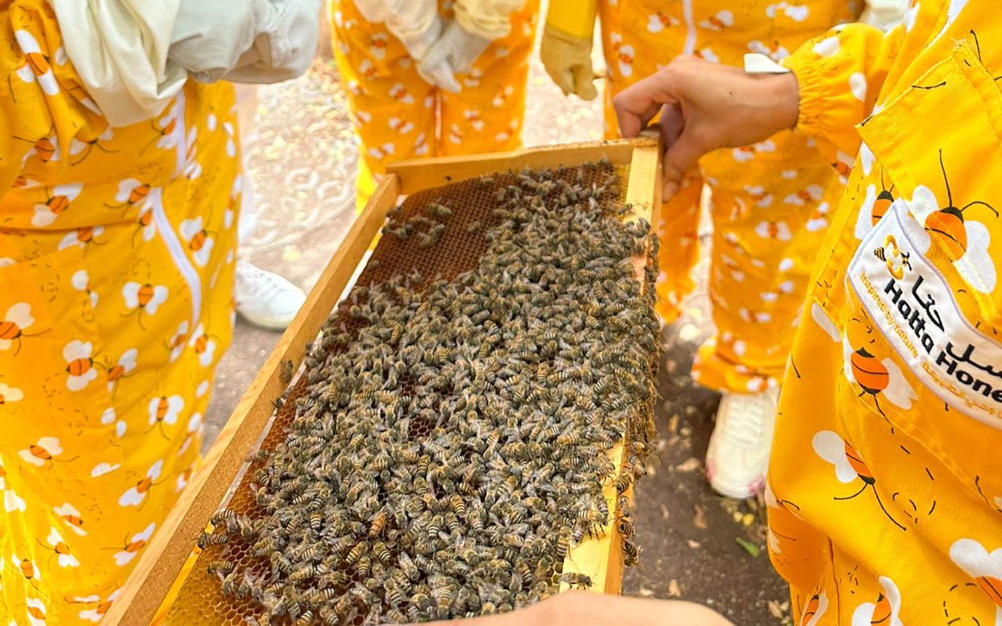 Observing bee society with Hatta Honey and One Hive. 
Photo: One Hive