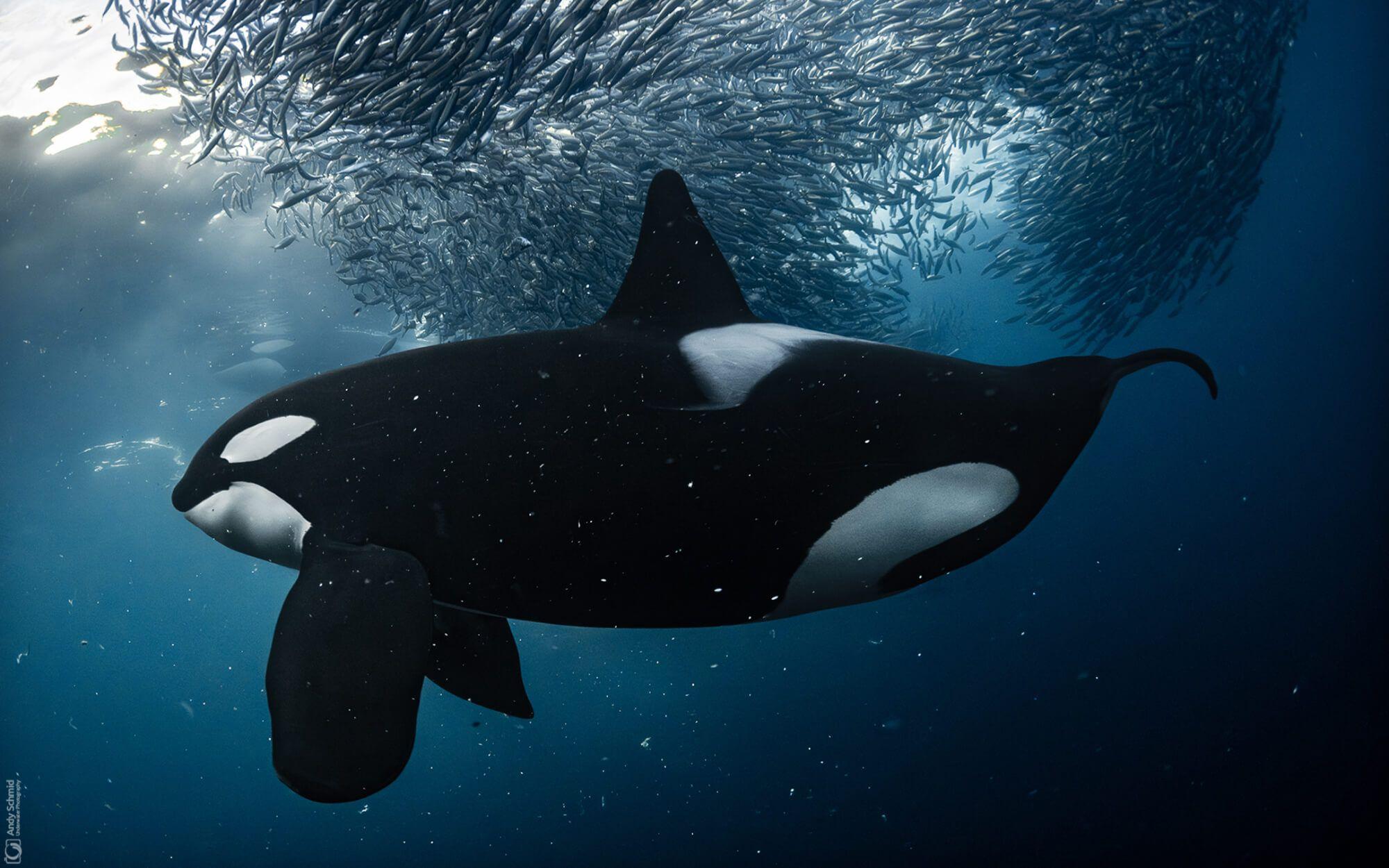 An Orca whale dives into the water, searching for prey.
Photographer: Andreas Schmid