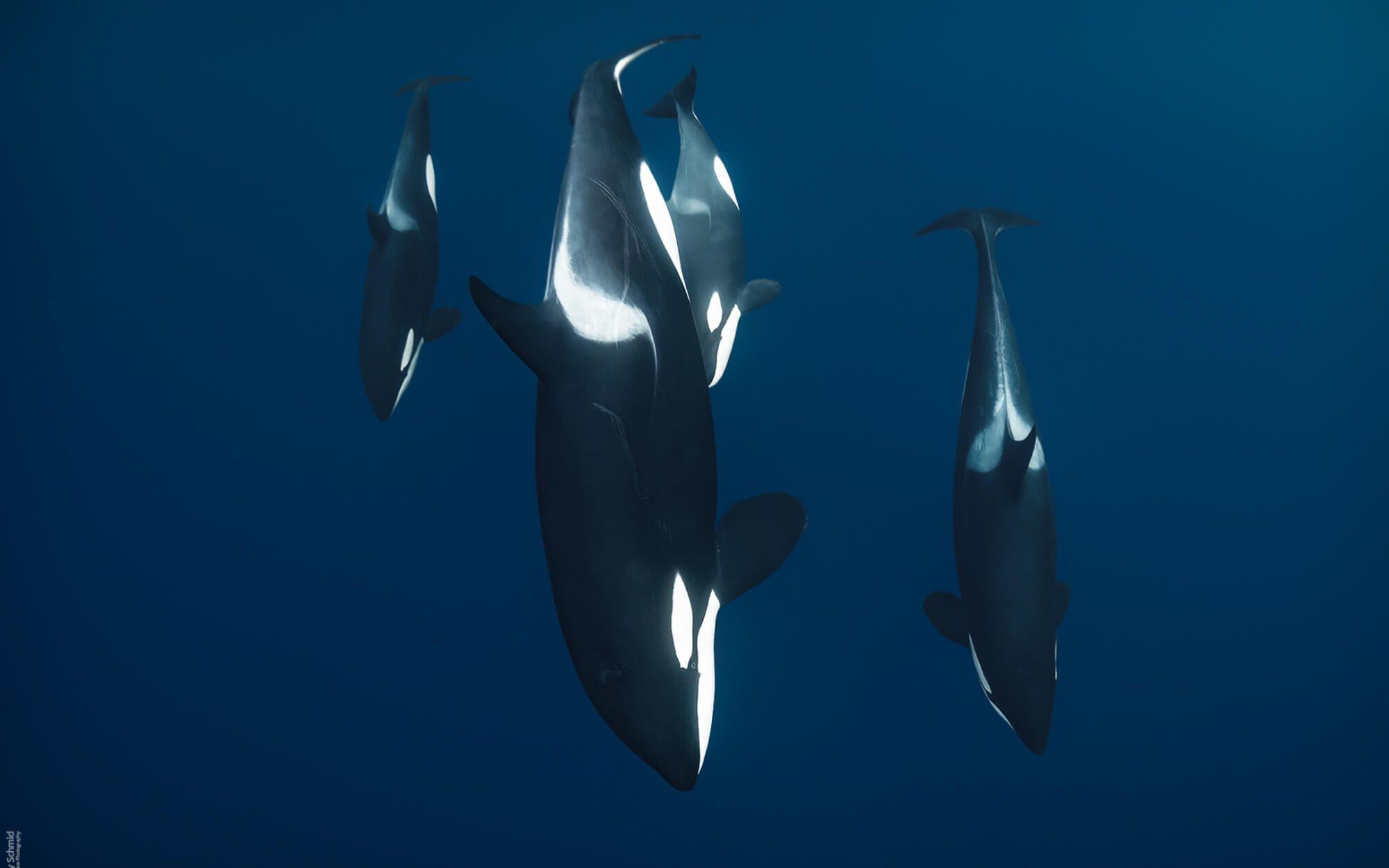 A pod of Orca whales dive into the ocean depths. While most subspecies of Orca whales have strong populations, Southern Resident killer whales are endangered.
Photographer: Andreas Schmid