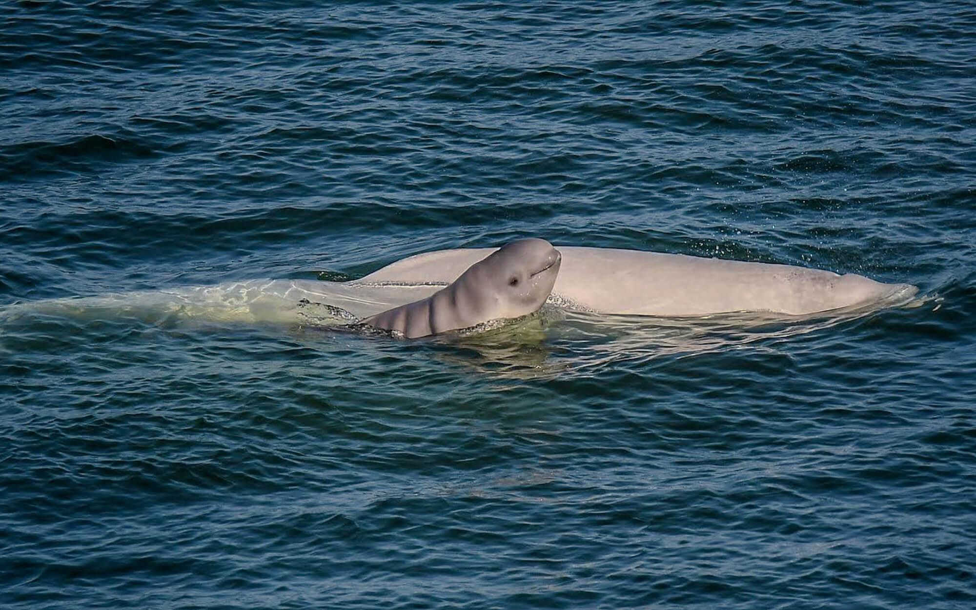 Common to the Arctic and colder oceans, two Beluga whales explore their environment.
Photographer: Valeria Vergara