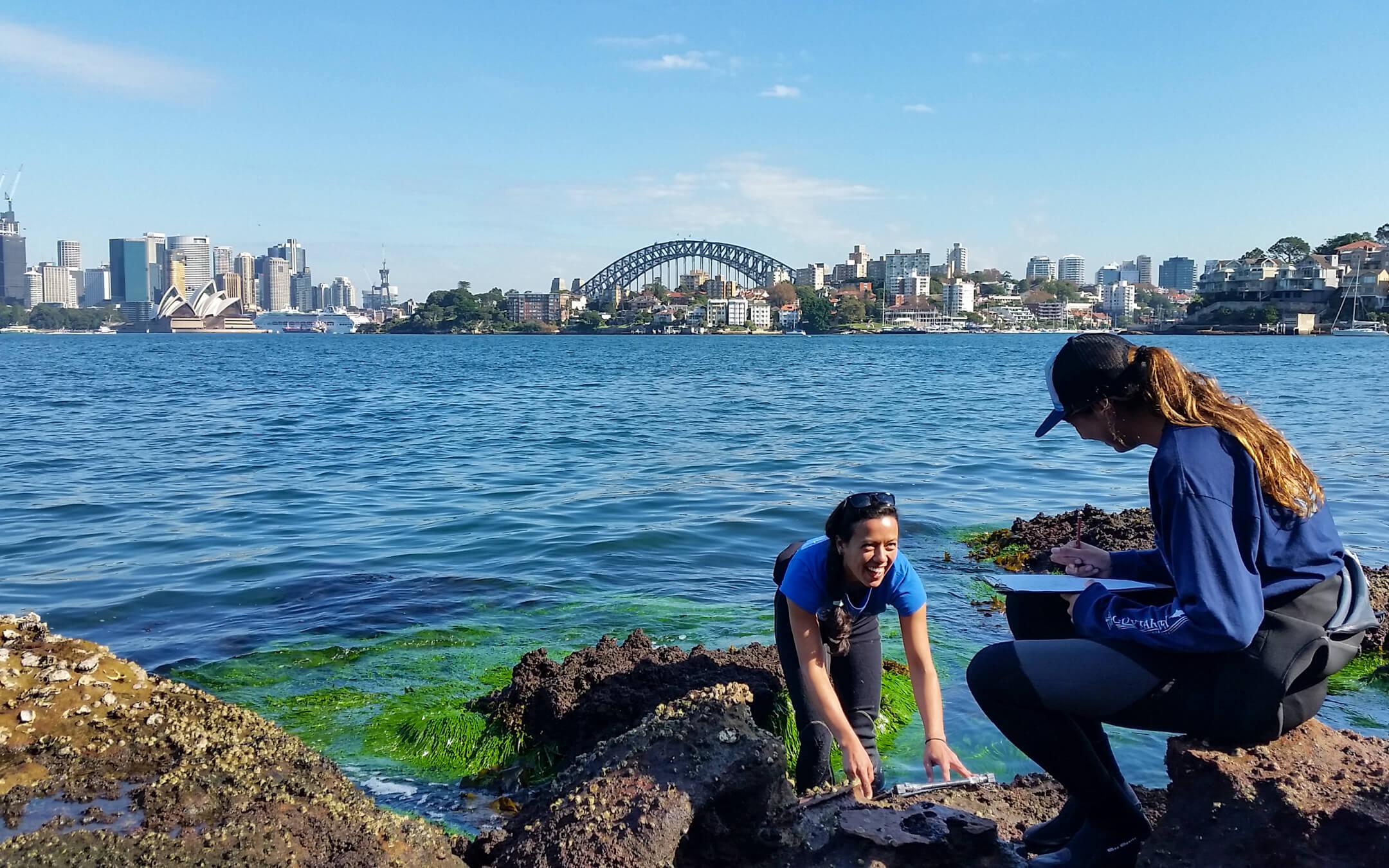 Native species such as brown kelp and Sydney rock oysters quickly find a home in a Living Seawalls design.
Photo: Living Seawalls