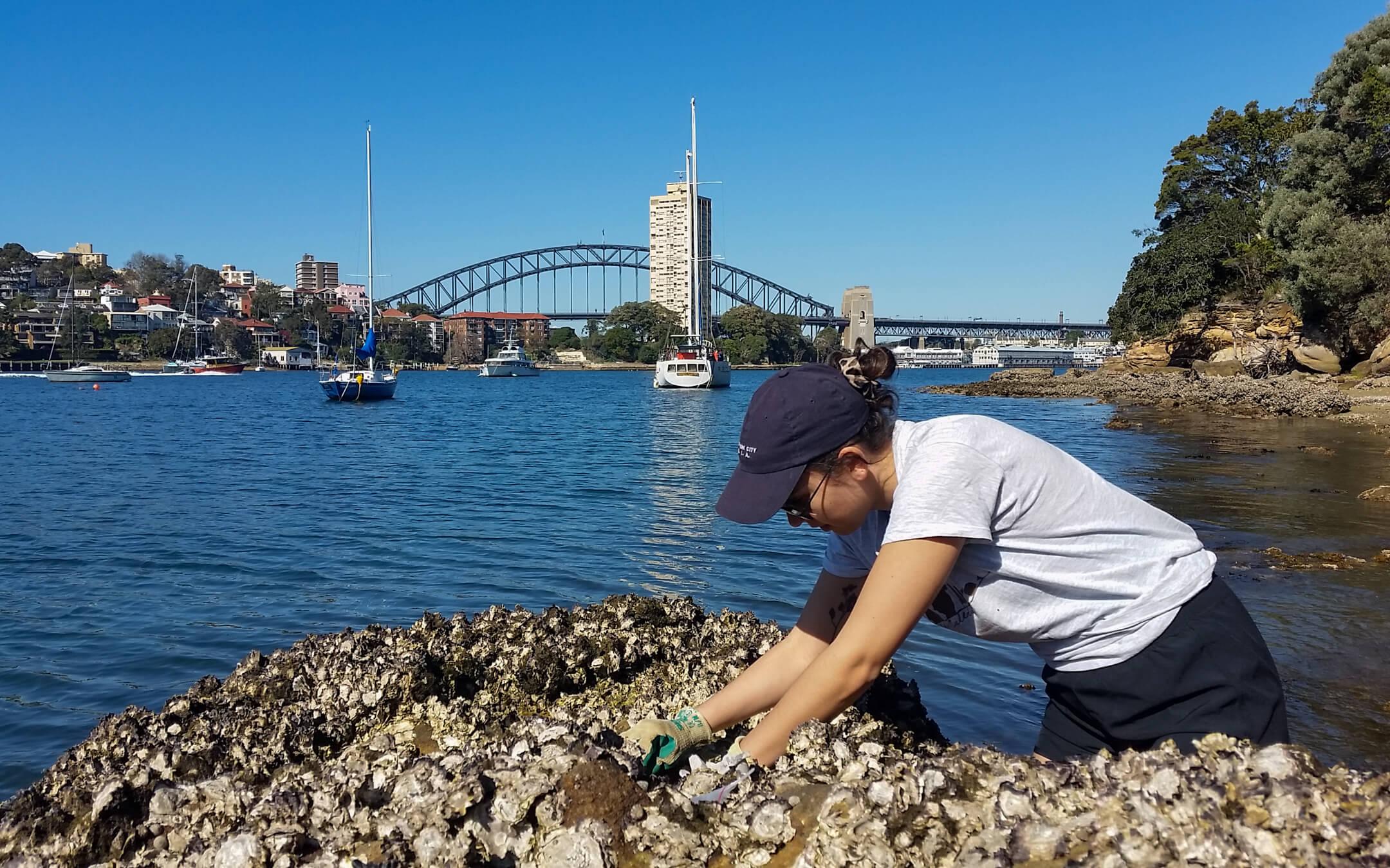 Rising sea temperatures and a changing ocean inspired the creation of Living Seawalls.
Photo: Living Seawalls