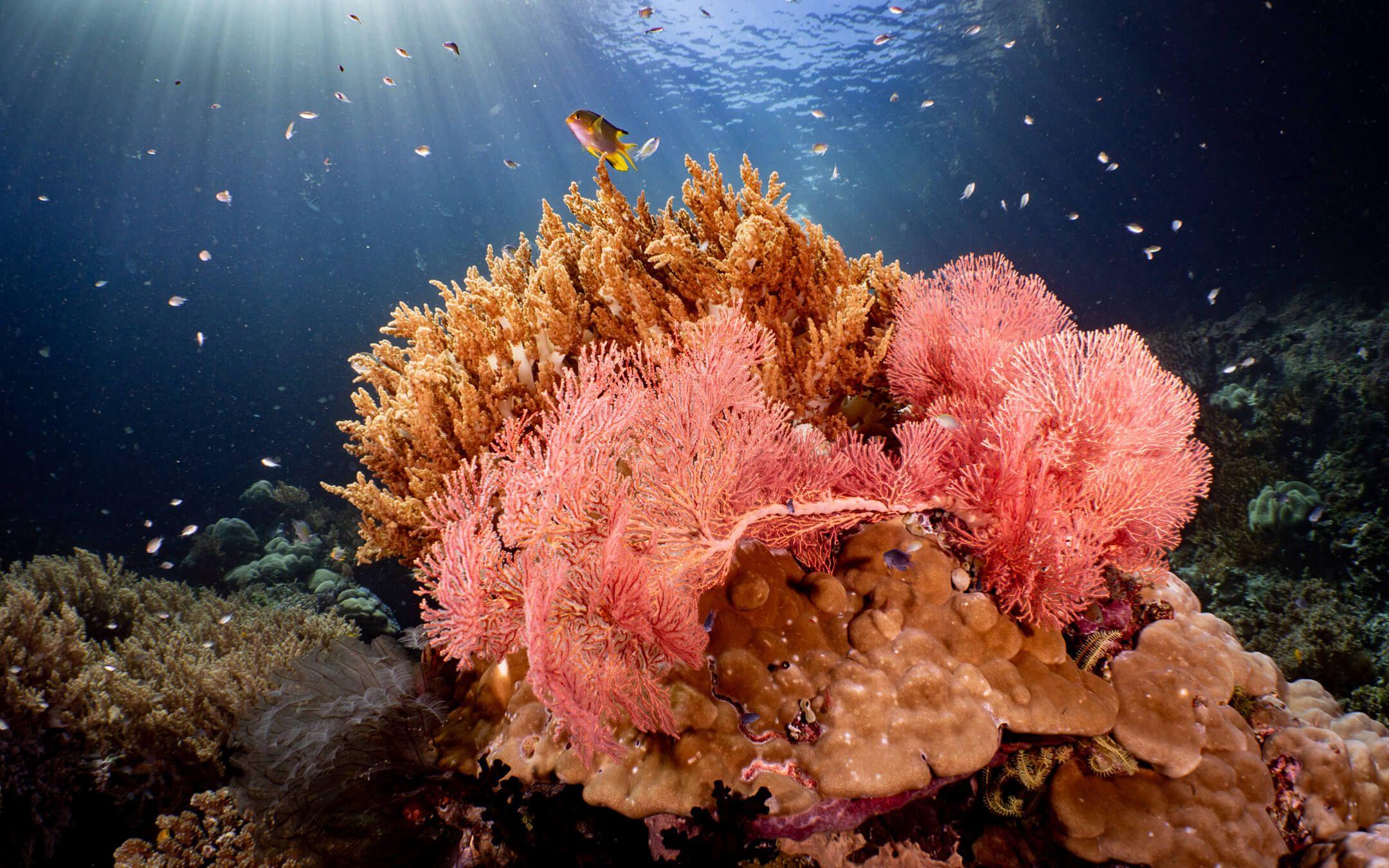 Coral Catch has managed to restore nearly 2,000 corals back into Indonesia’s coral reefs.
Photographer: Sonja Geier