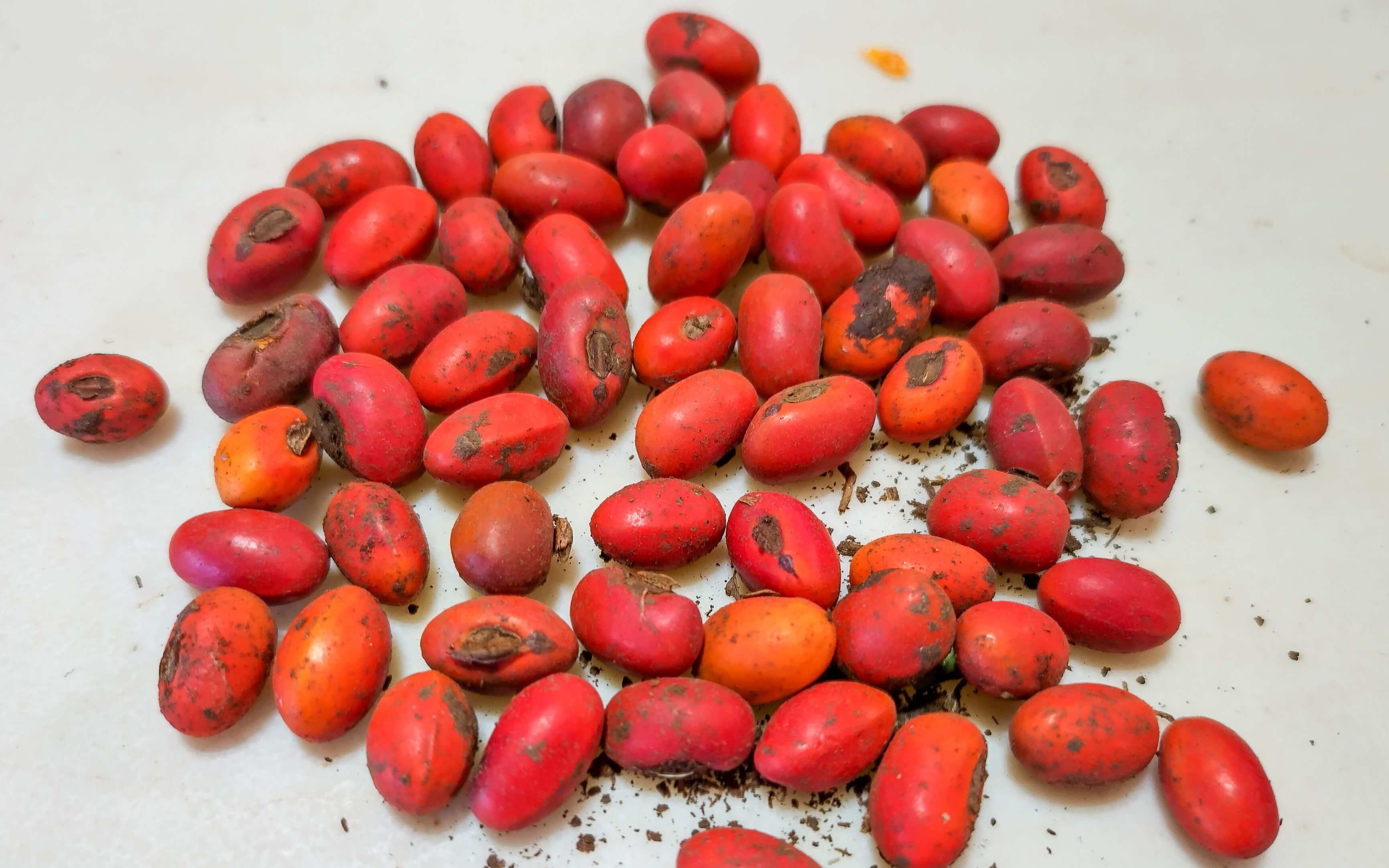 Native species often take centre stage at the Malama Aina Field School. 
Photo: Malama Learning Center