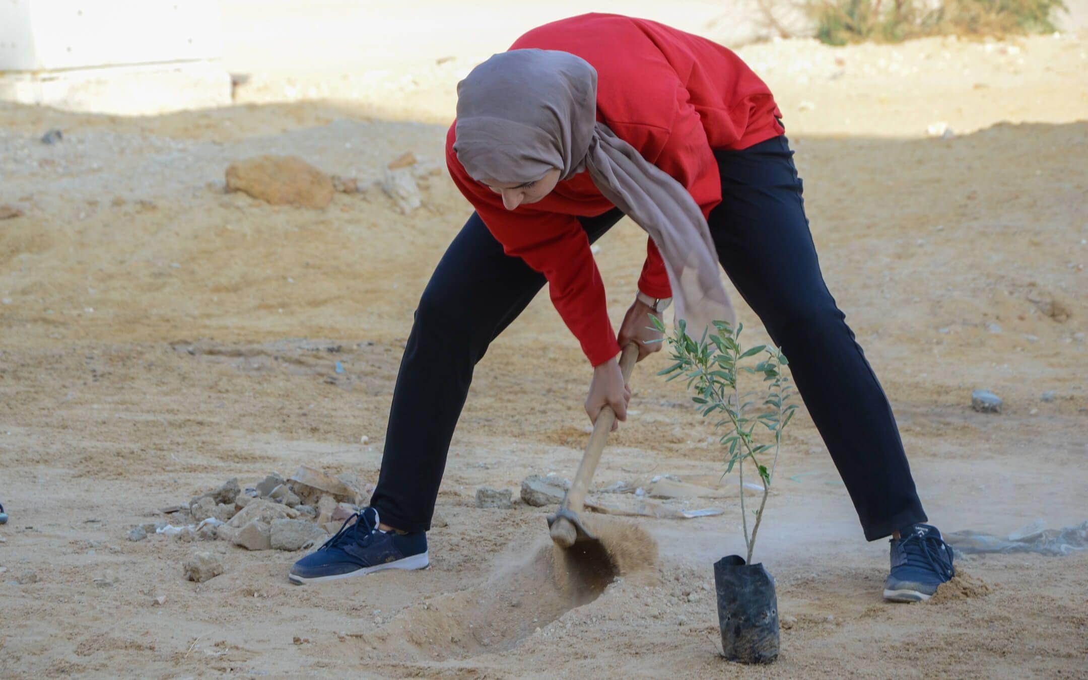 من فعالية تشجير مسجد بدر بالحي التاسع بمدينة العبور وزراعة ۳۰۰ شجرة مثمرة في ۲۰۱۷
مصدر: شجرها