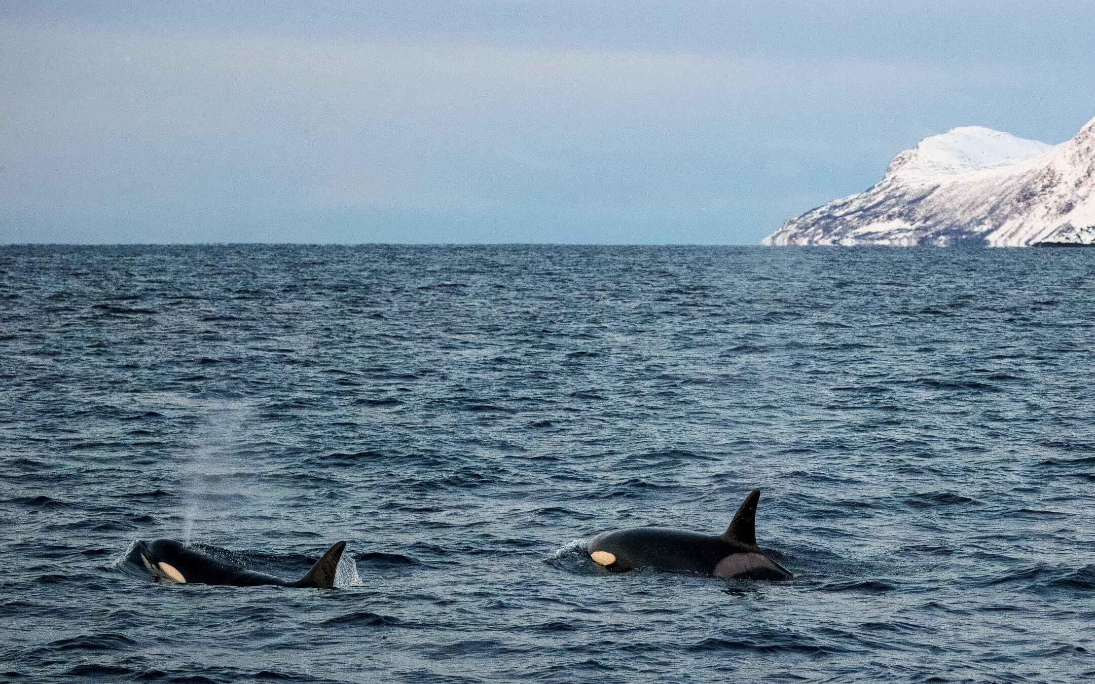 Highly bonded, intelligent mammals with strong family groups, orca whales have become a symbol of collective action. Above, a pod of orca whales hunt together off the coast of Norway.
Photographer: Rachel Redfern