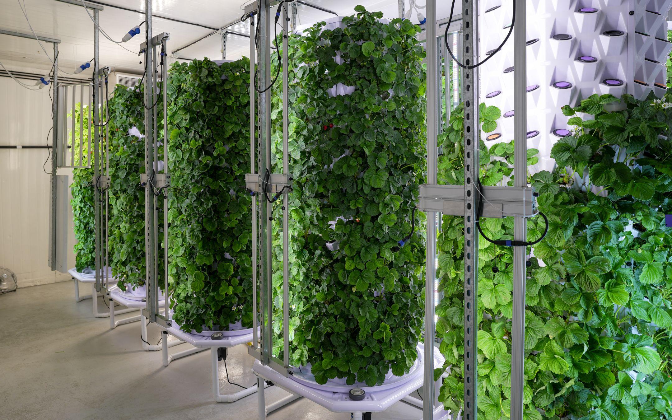 Growing Food in the Air