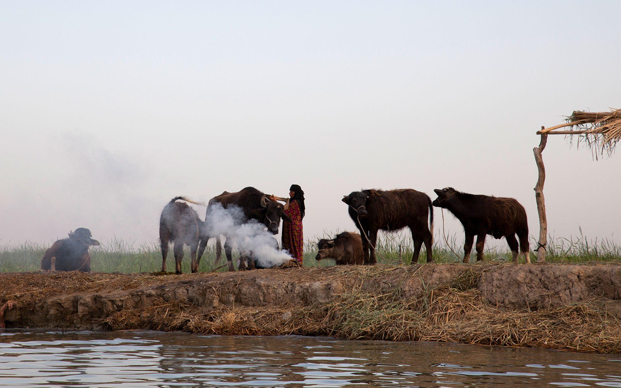 Woman smoking insects off of her Water Buffalo, Mesopotamian Marshes 2011
Photographer: Meridel Rubenstein