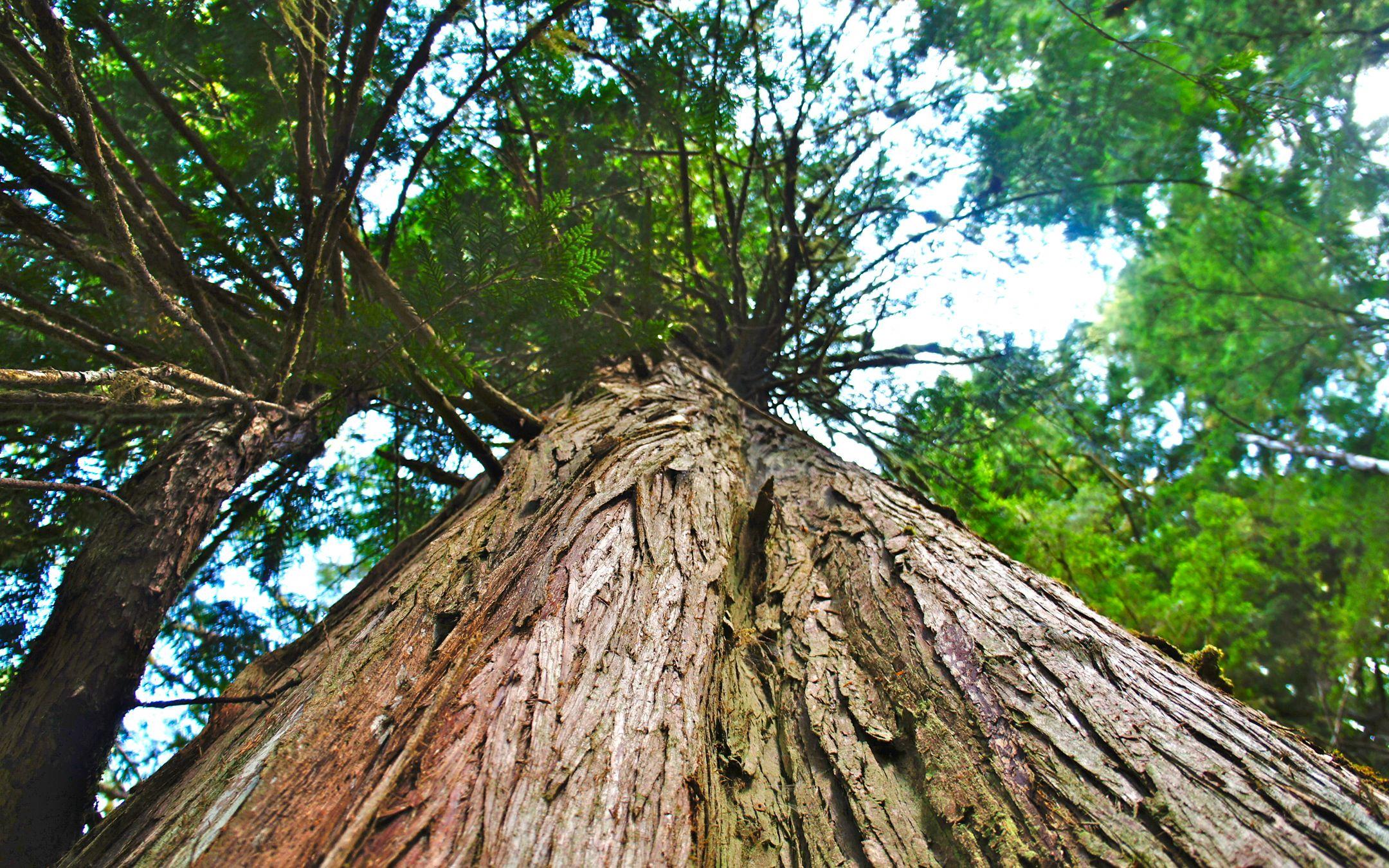 A redwood tree fills the sky in Northern California, USA.
Photo: WECAN International