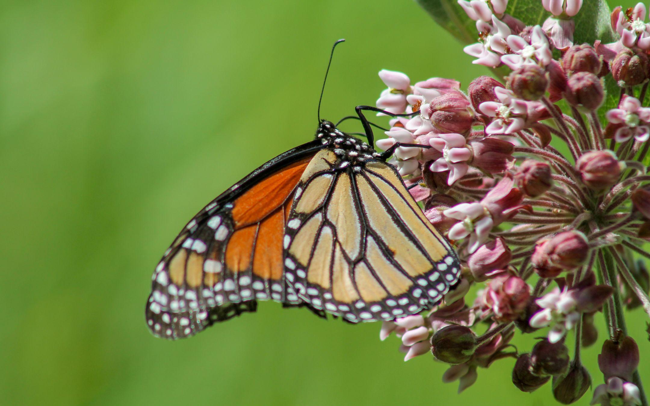 A monarch butterfly, one of North America’s most familiar pollinators, rests on a flowering plant.
Photographer: Anthony Colangelo