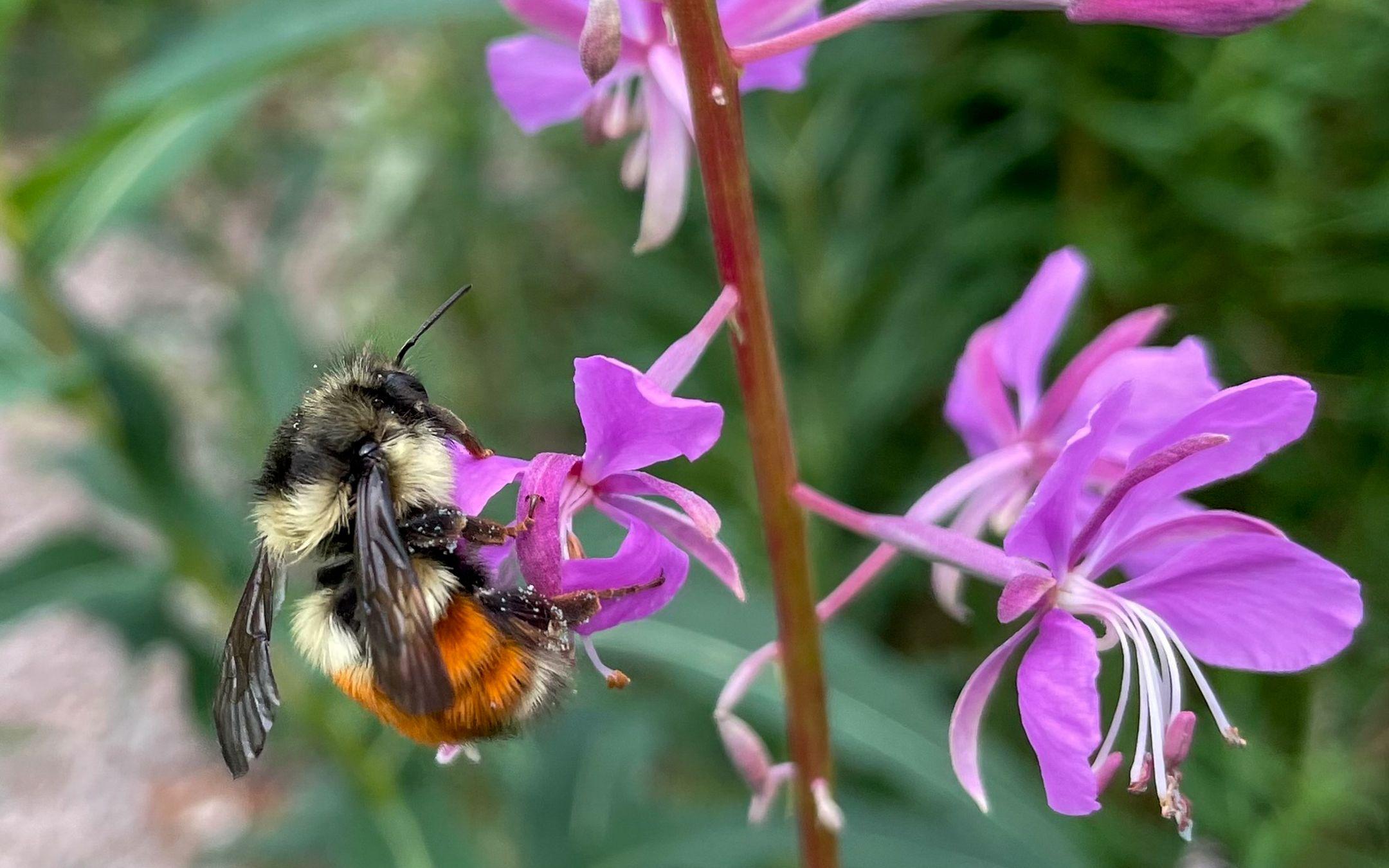 The beautiful orange-rumped bumblebee can be found across western North America.
Photographer: Anthony Colangelo