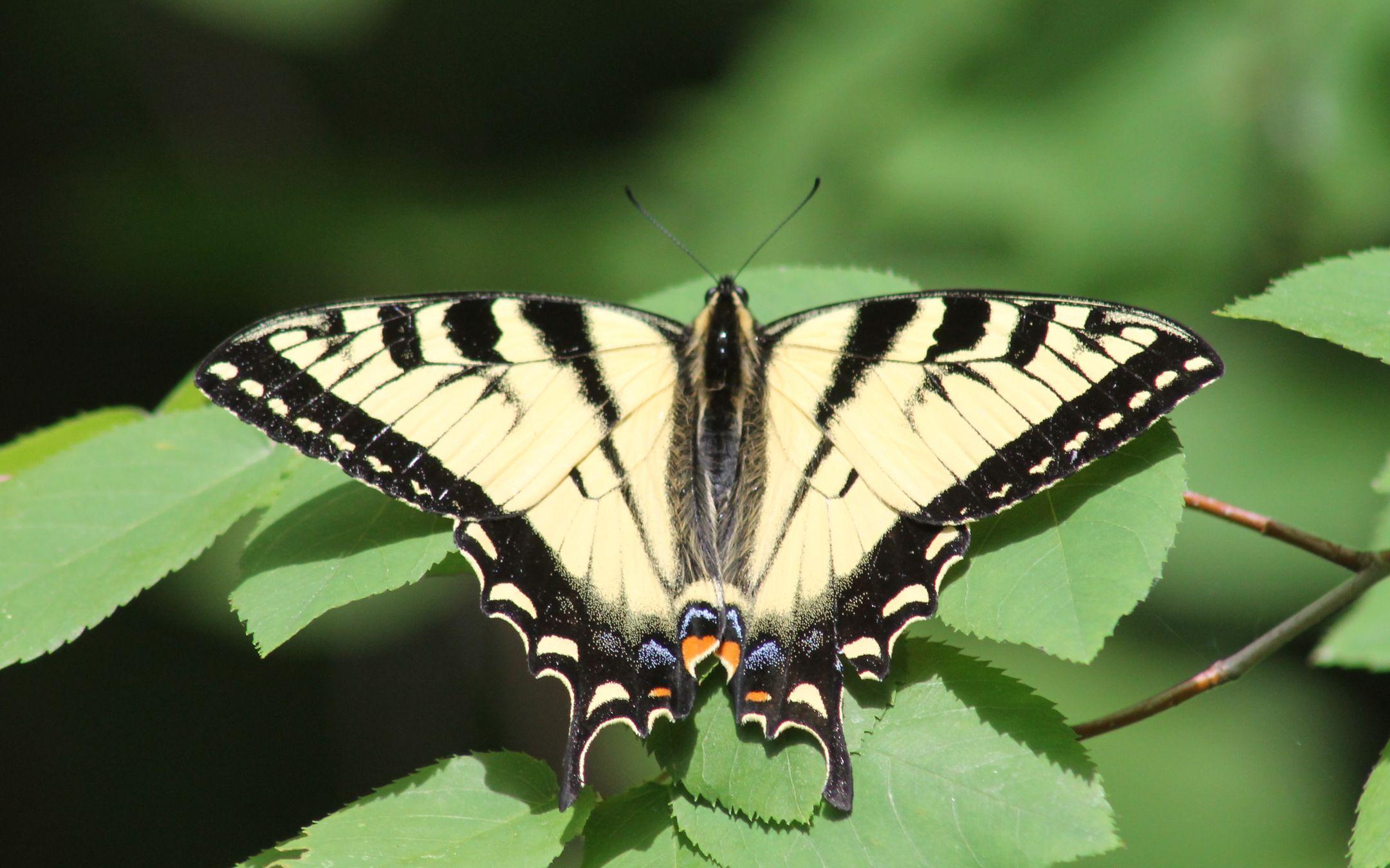 An eastern tiger swallowtail butterfly is common throughout eastern North America.
Photographer: Anthony Colangelo