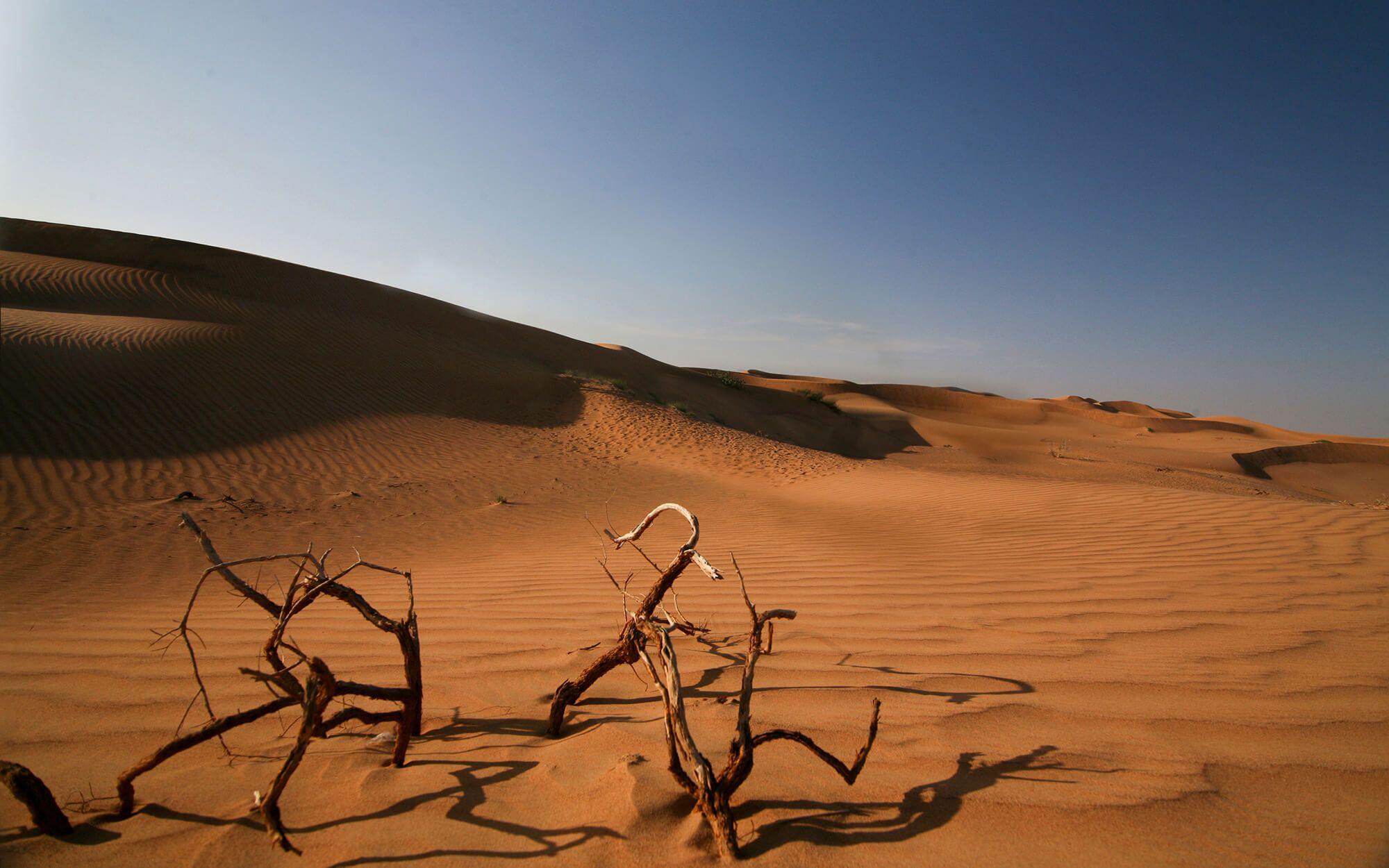 تعتبر بيئة قطر صحراوية في المقام الأول، حيث تتسم باتساع الأراضي القاحلة وجمالها الفريد الذي يعكس قدرة الحياة على التكيف والازدهار في ظل الظروف القاسية
المصدر: ذا كلايمت ترايب 