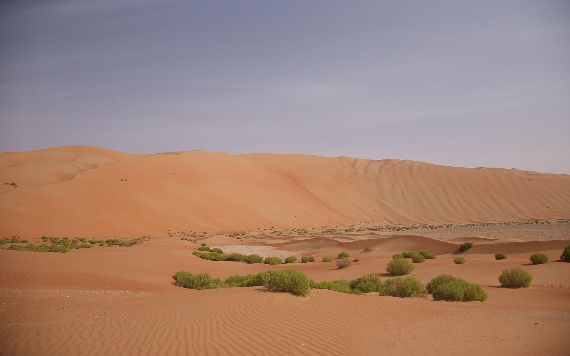 على الرغم من أن بيئة قطر صحراوية، إلا أن ذلك لم يمنعها من تنوع نباتي كبير.
المصدر: ذا كلايمت ترايب 