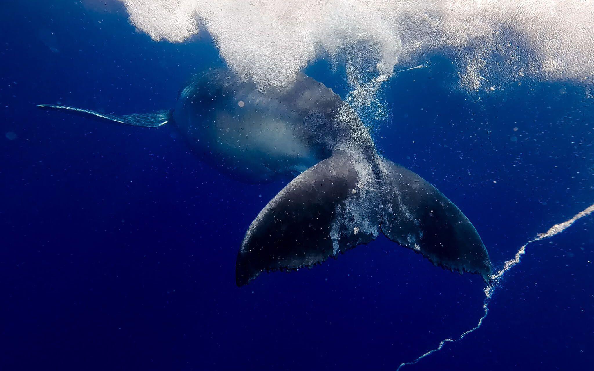 Weaving a World of Human-Whale Harmony in Aotearoa