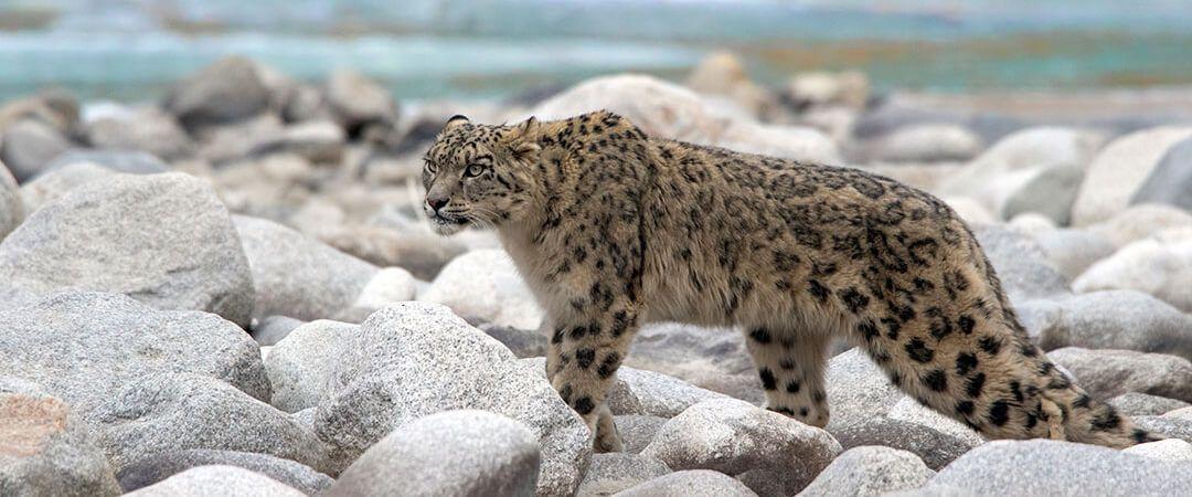 Ornaments of the Himalayan Mountains