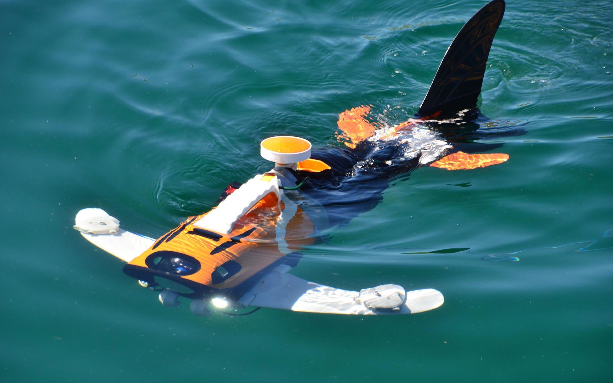 Aquaai dreams of being part of disaster relief operations in the future, where their fishlike robots detect toxicity in post-flood waters. 
Photo: Aquaai