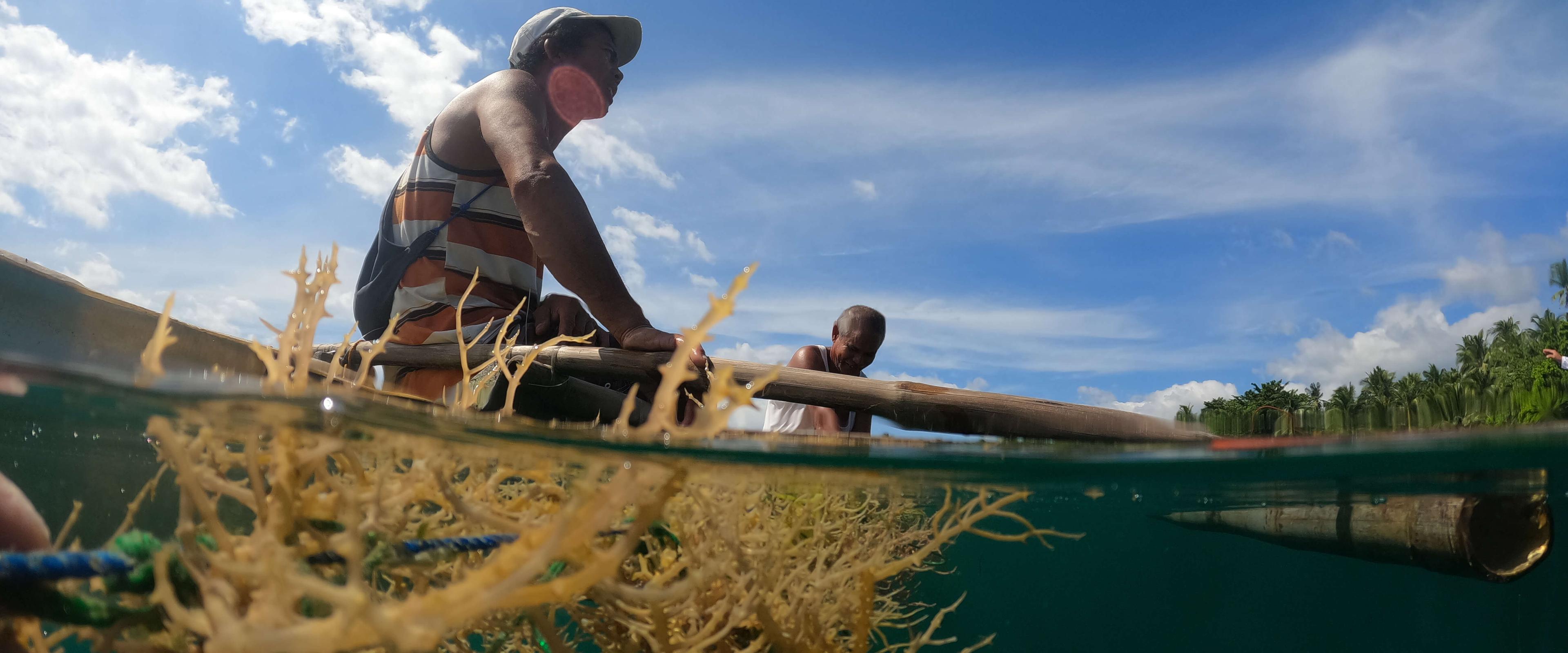 A Seaweed Revolution for Ocean Restoration