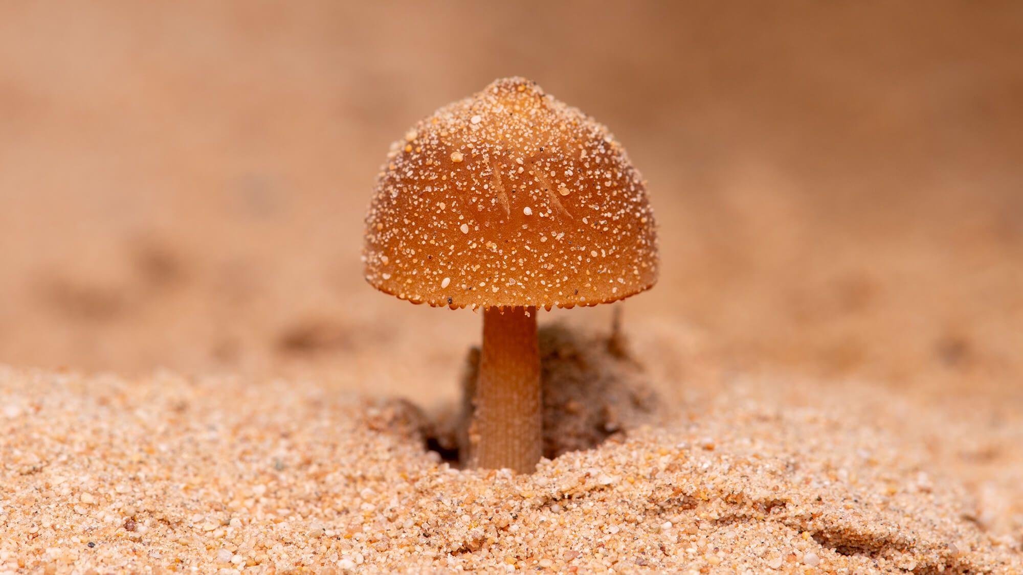 A native mushroom grows out of the arid landscape of the UAE sands. 
Photo: Terra Expo Dubai