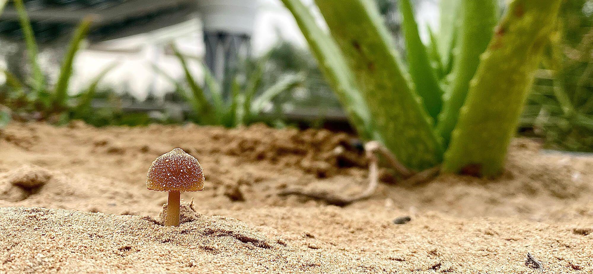 Preserving Nature, One Mycelial Network at a Time